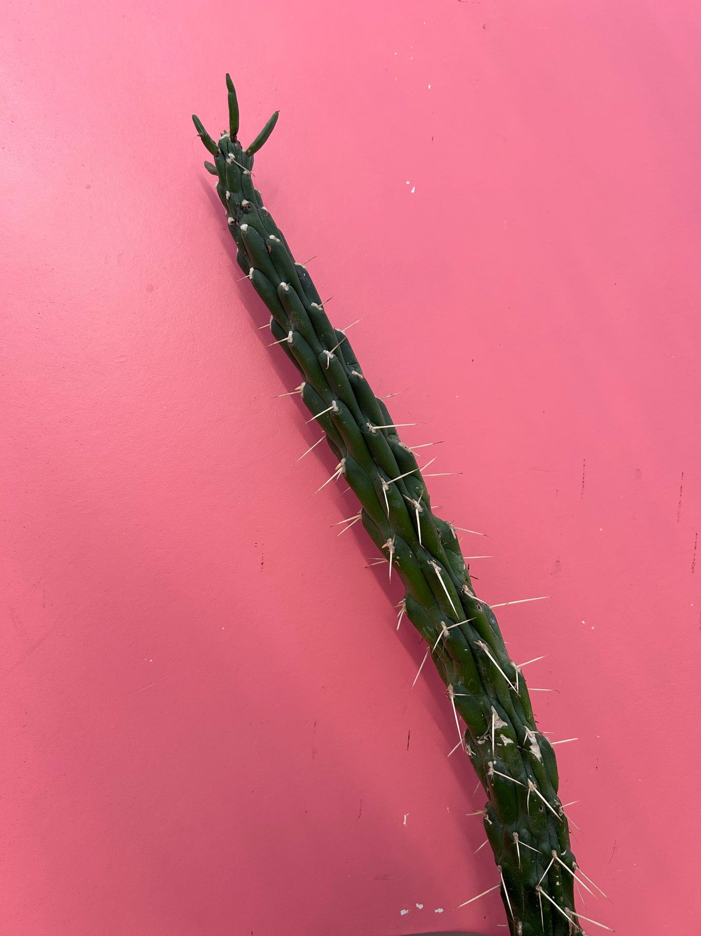 Austrocylindropuntia subulata (1006)