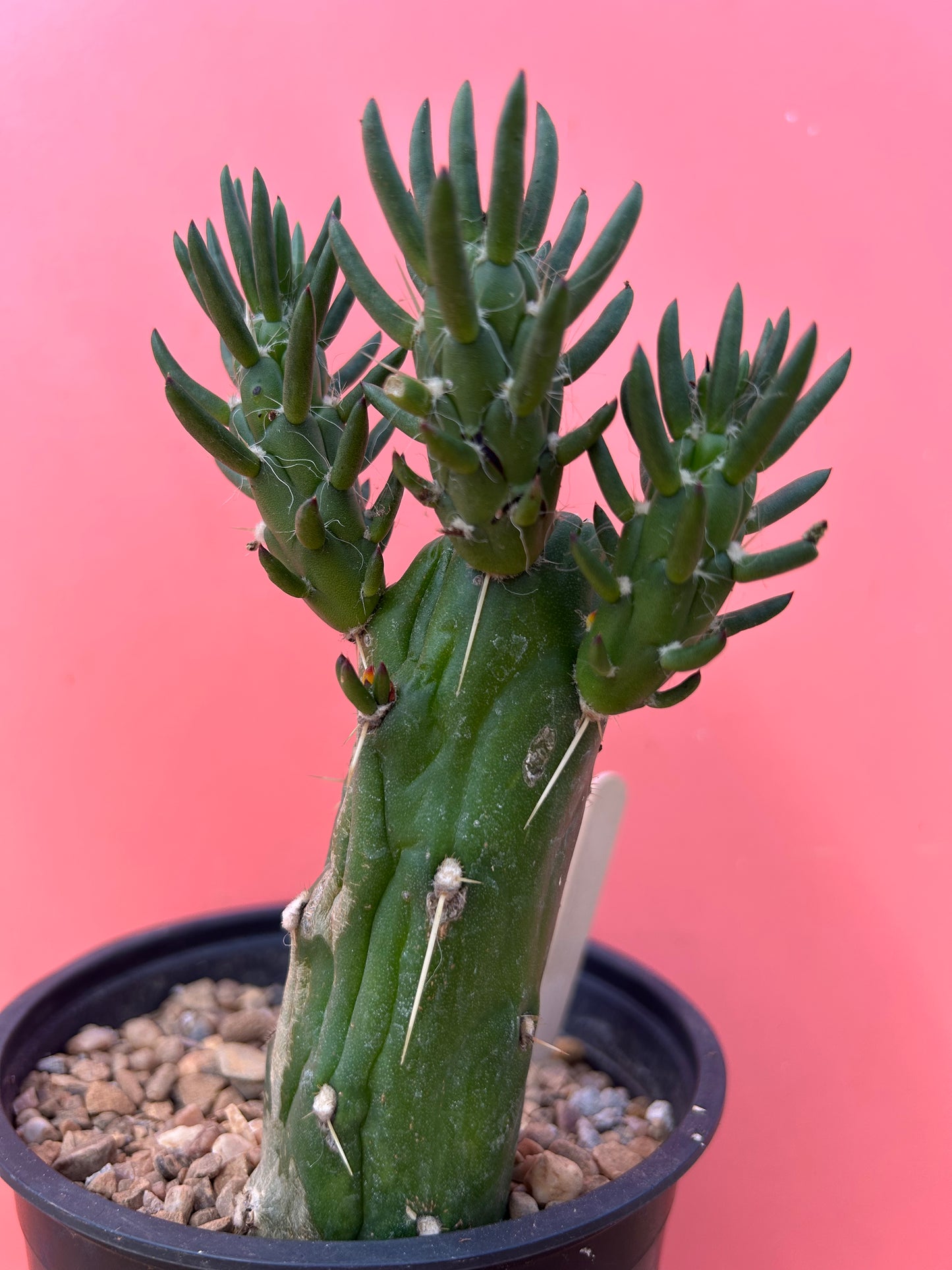 Austrocylindropuntia subulata (1007)