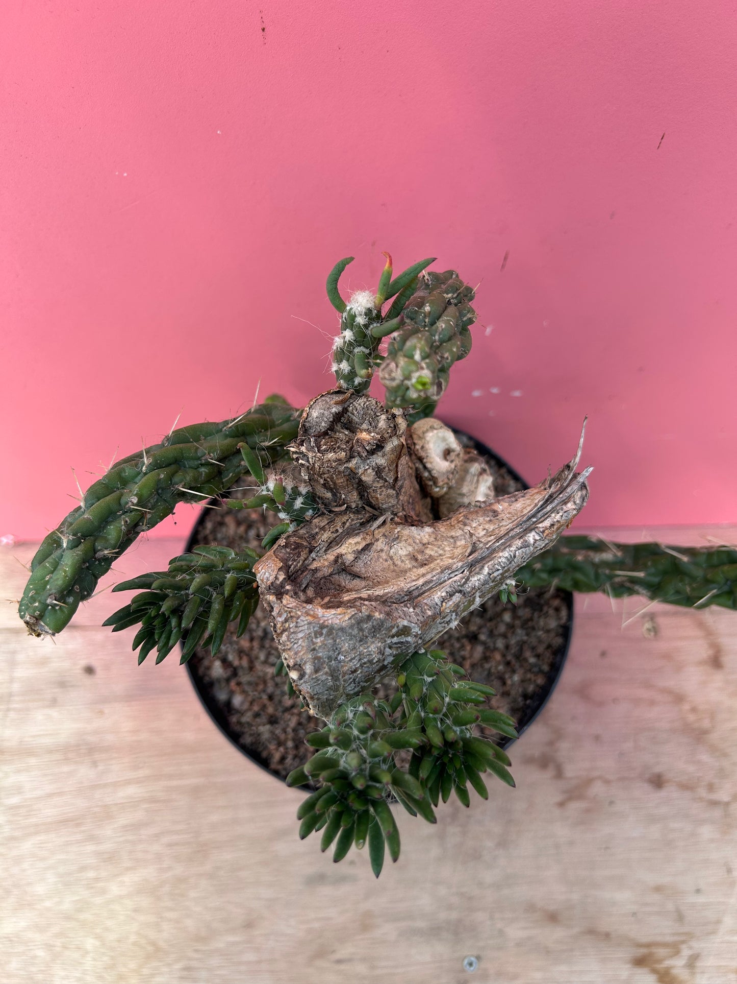Austrocylindropuntia subulata (1008)
