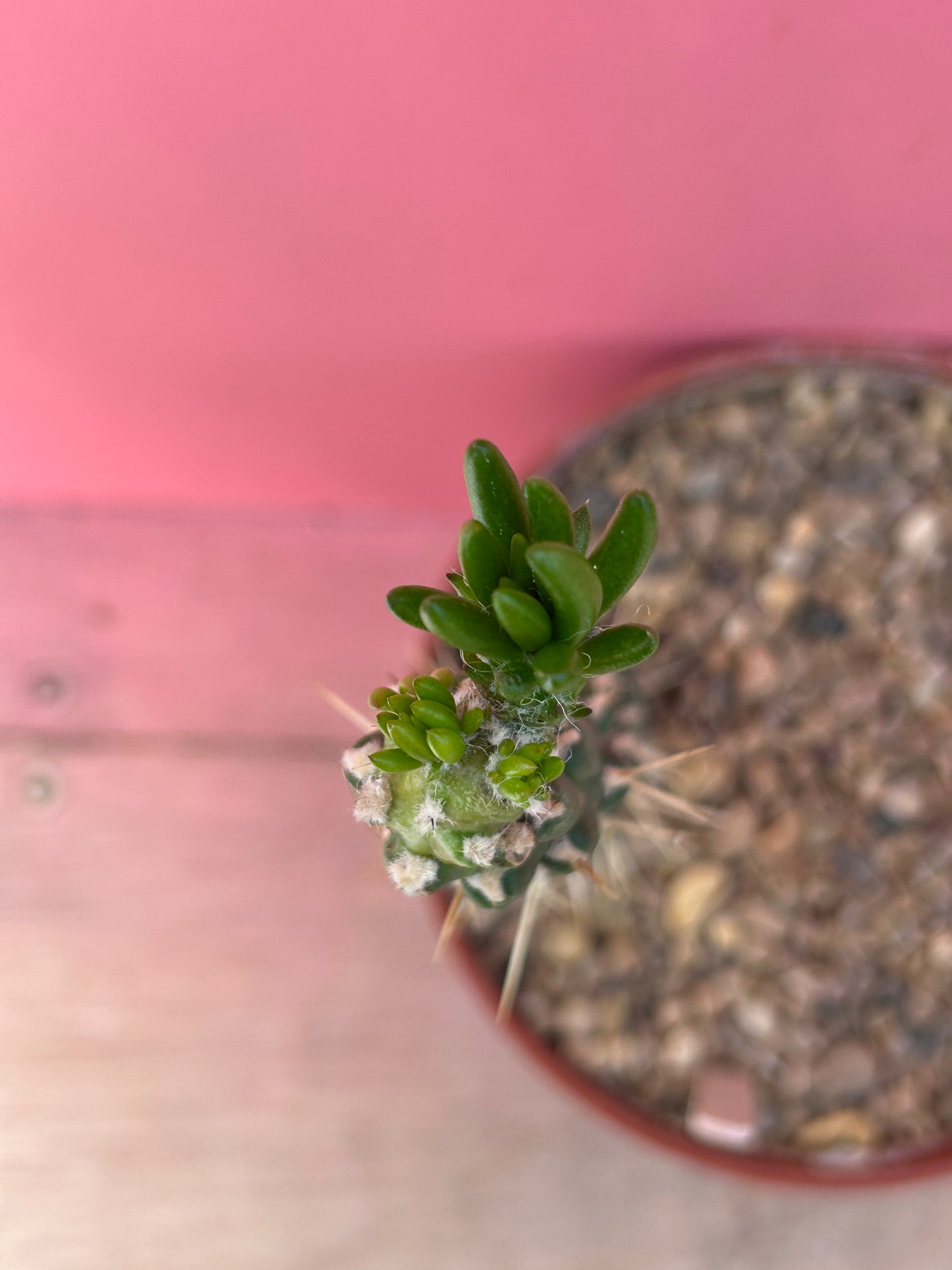 Austrocylindropuntia subulata (1009)