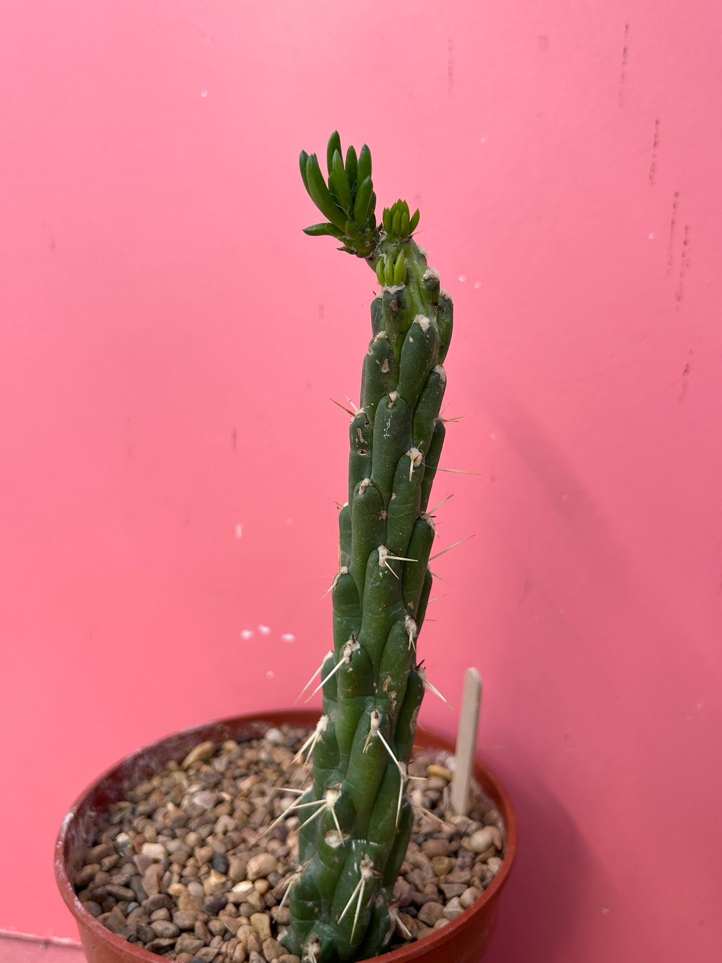Austrocylindropuntia subulata (1009)