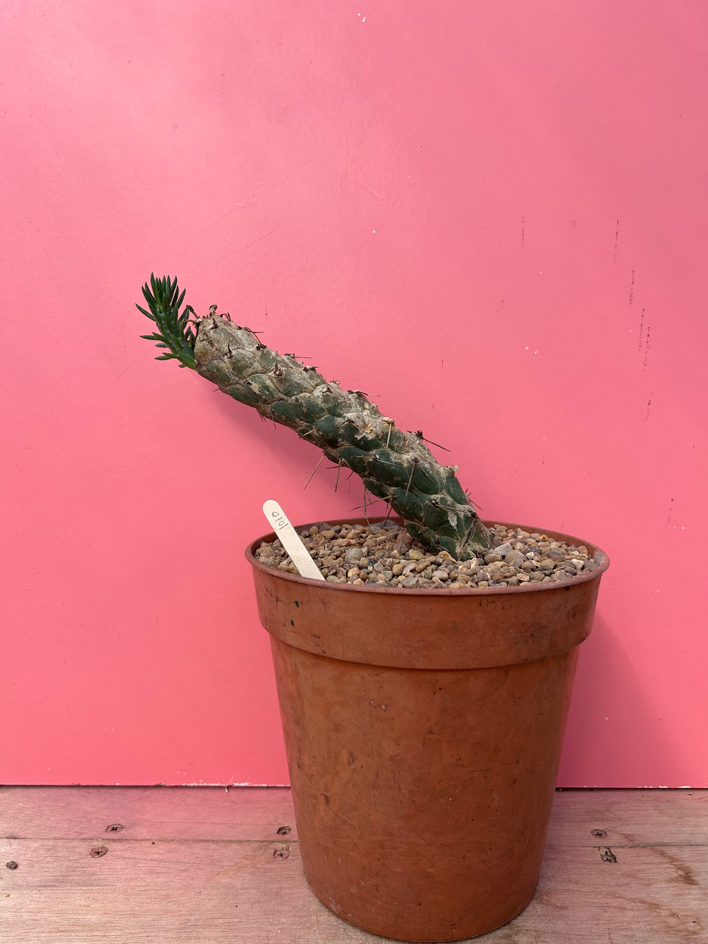 Austrocylindropuntia subulata (1010)