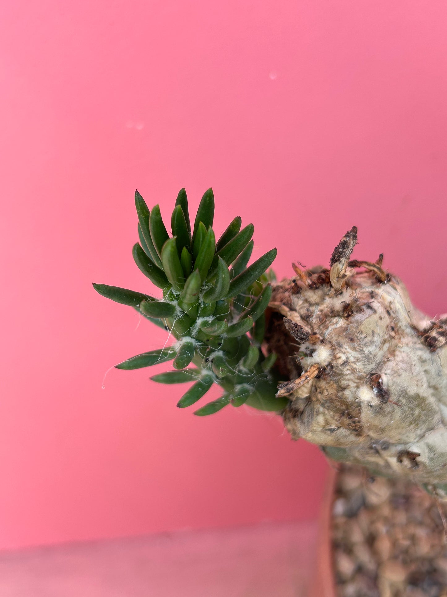Austrocylindropuntia subulata (1010)