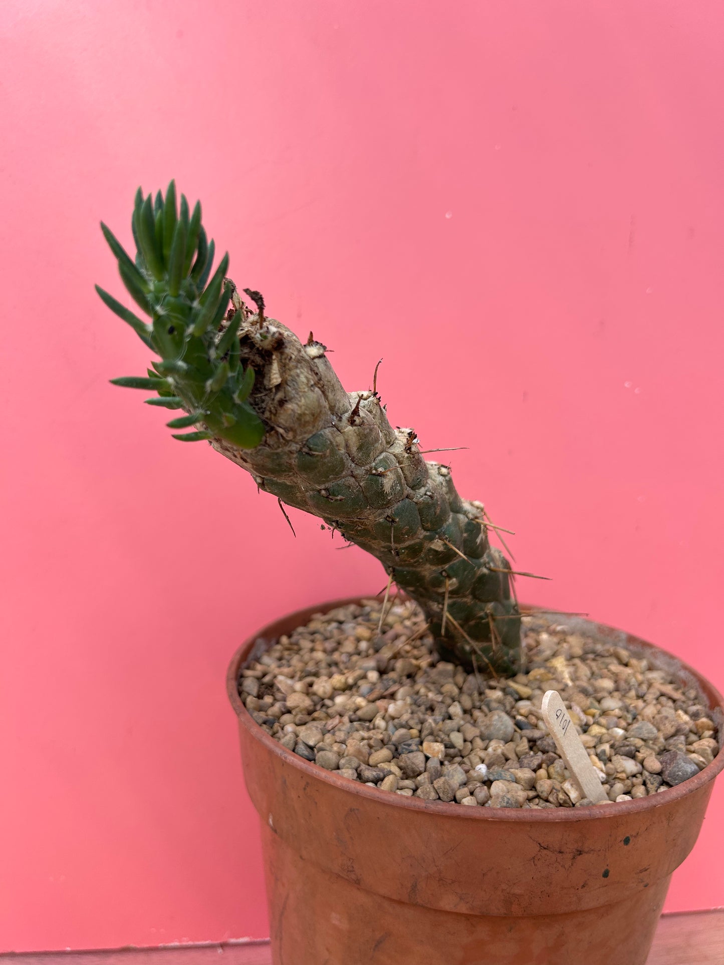 Austrocylindropuntia subulata (1010)