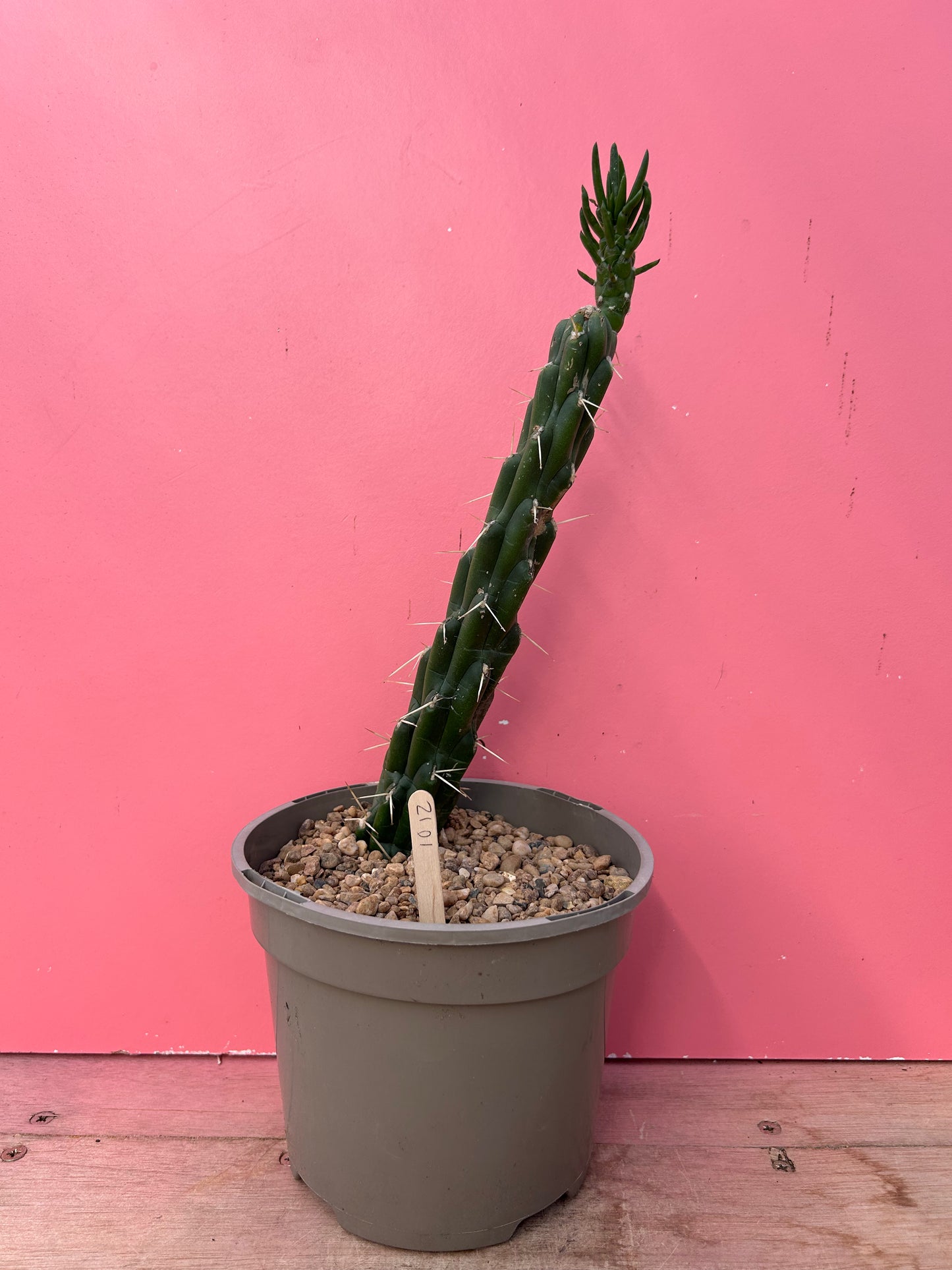 Austrocylindropuntia subulata (1012)