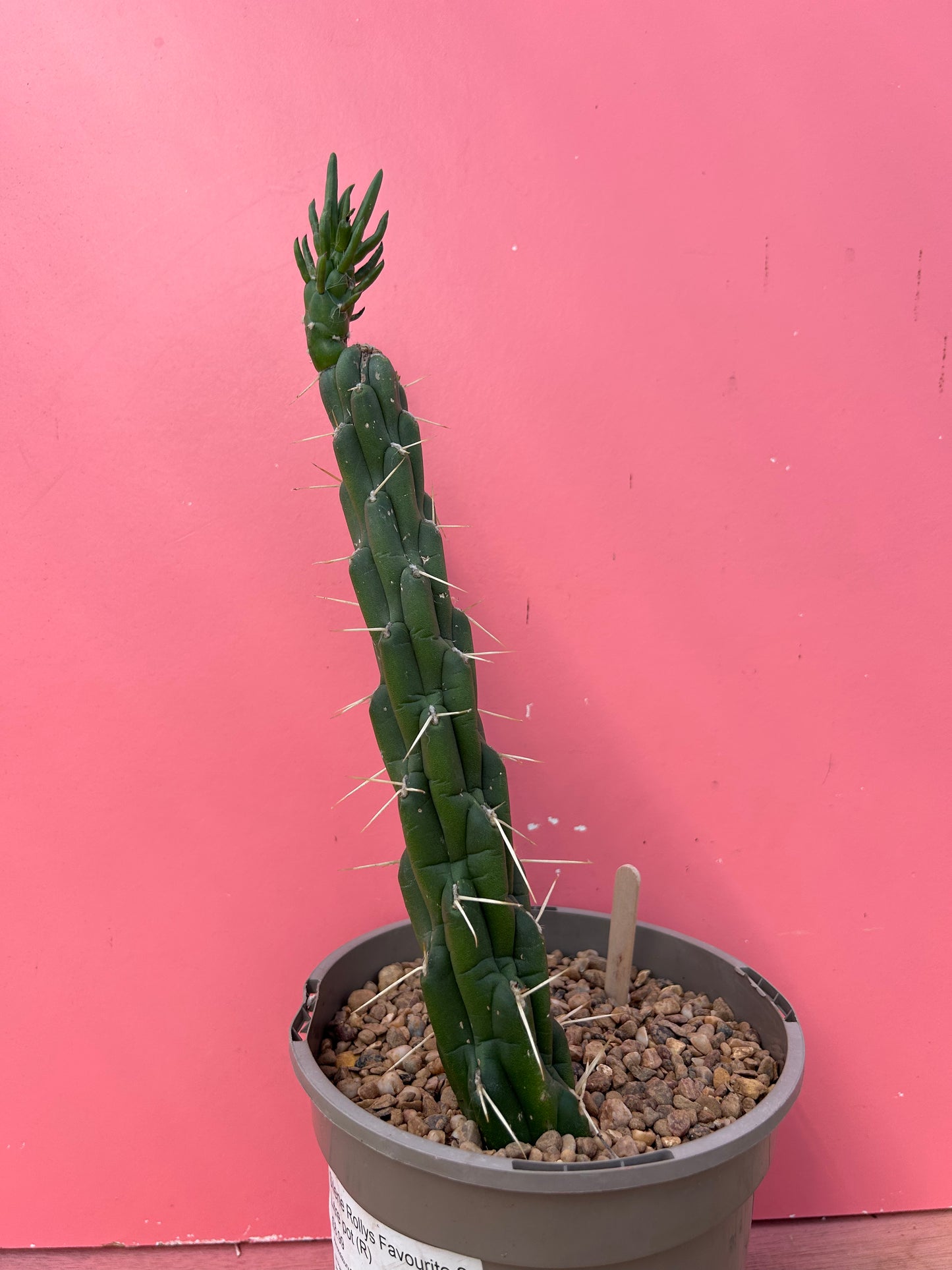 Austrocylindropuntia subulata (1012)