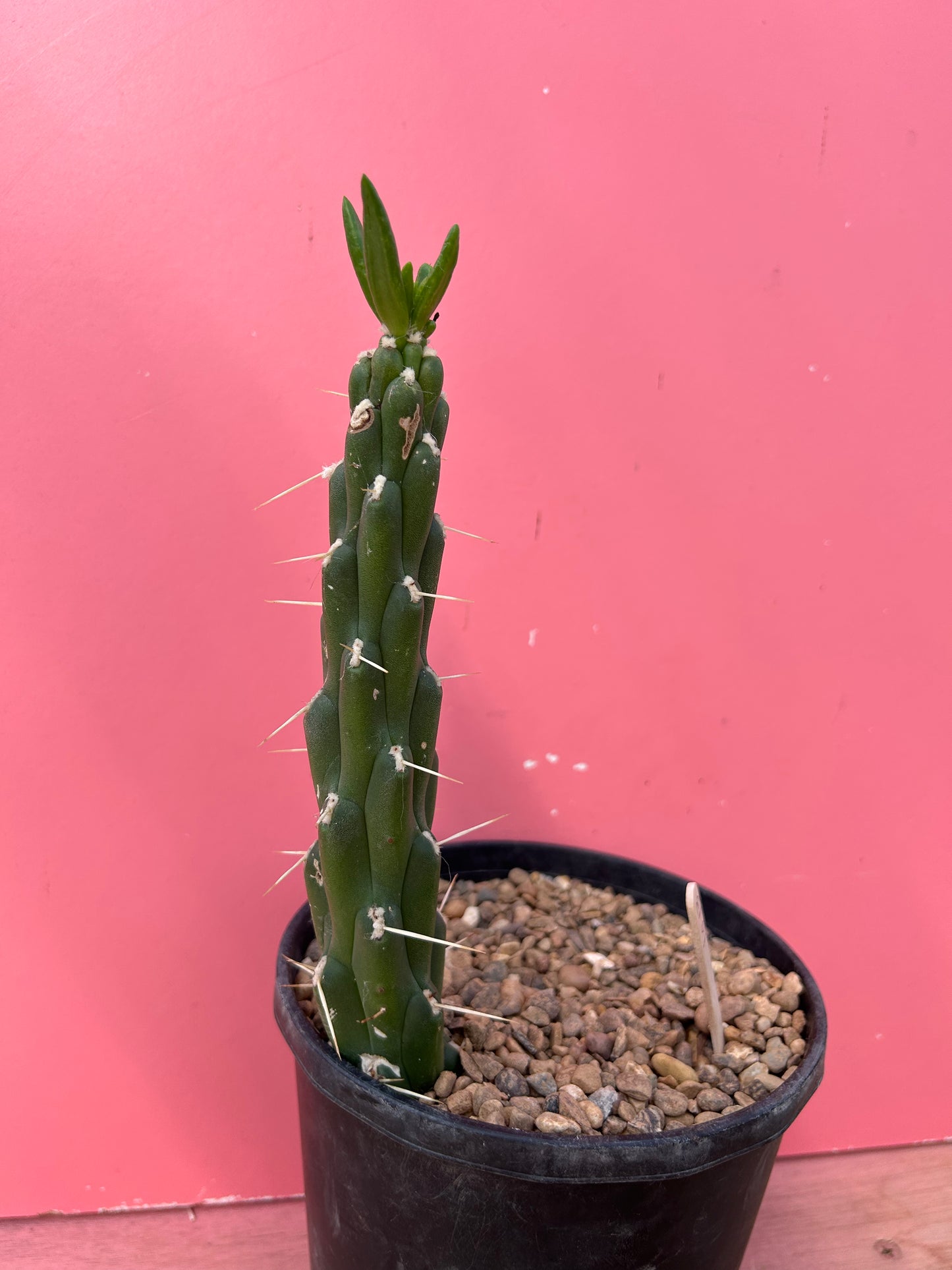 Austrocylindropuntia subulata (1013)