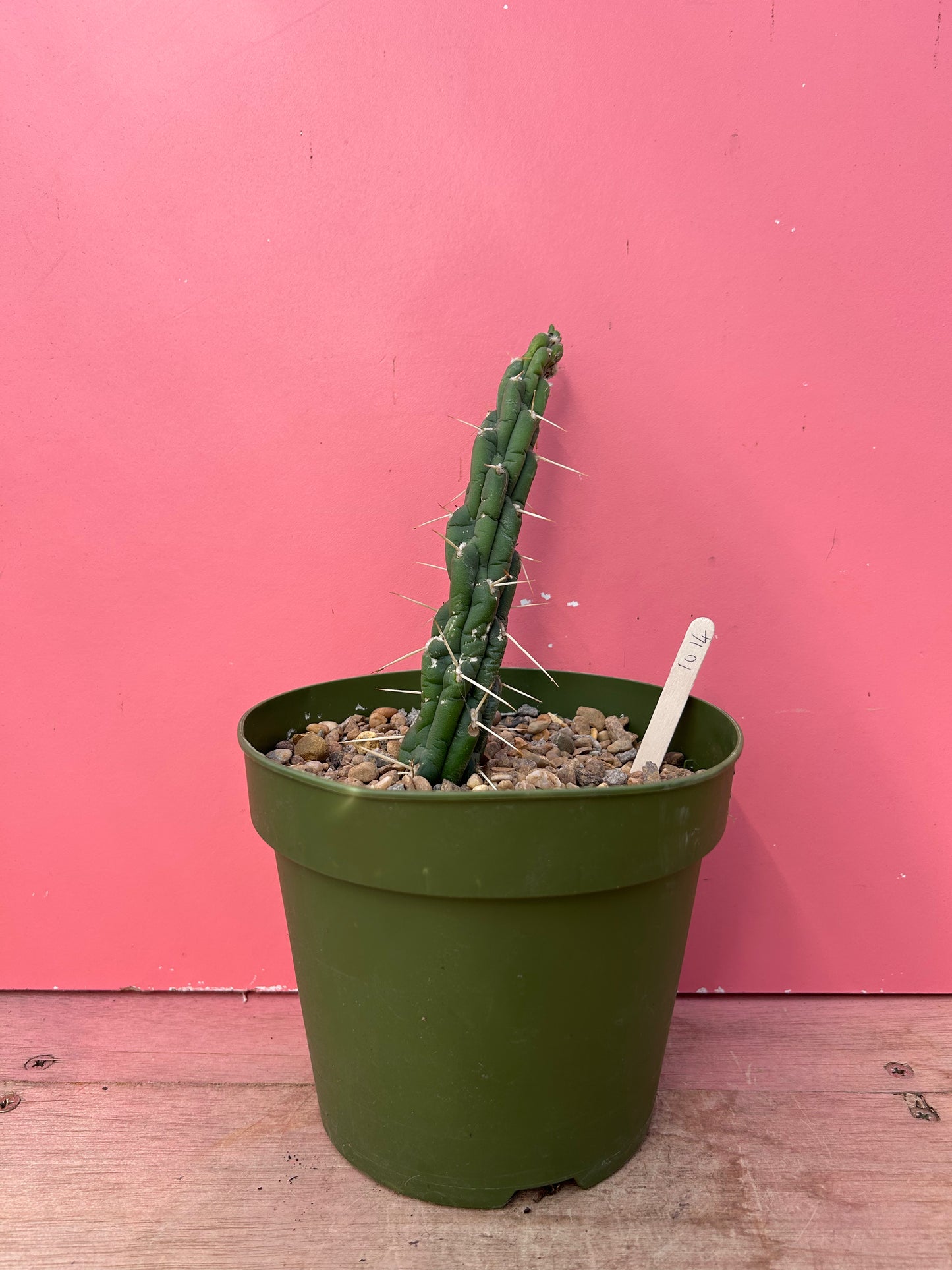 Austrocylindropuntia subulata (1014)