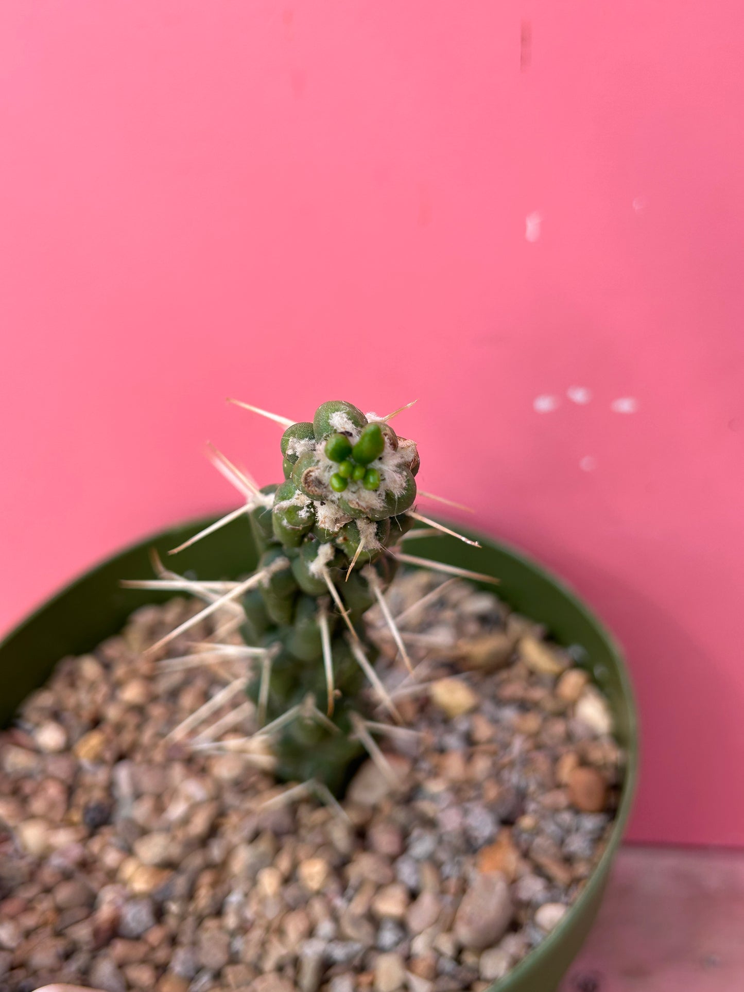 Austrocylindropuntia subulata (1014)