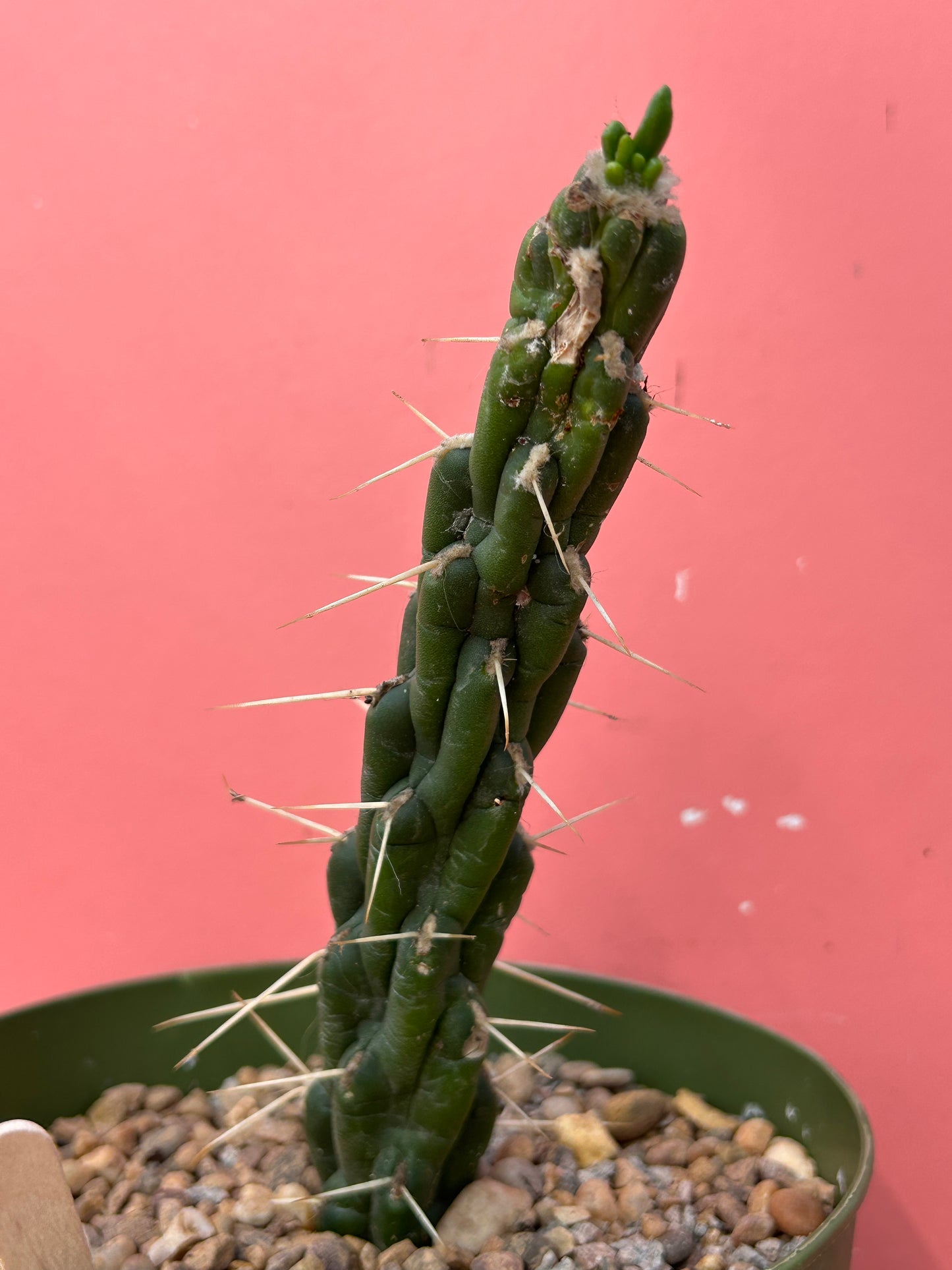 Austrocylindropuntia subulata (1014)