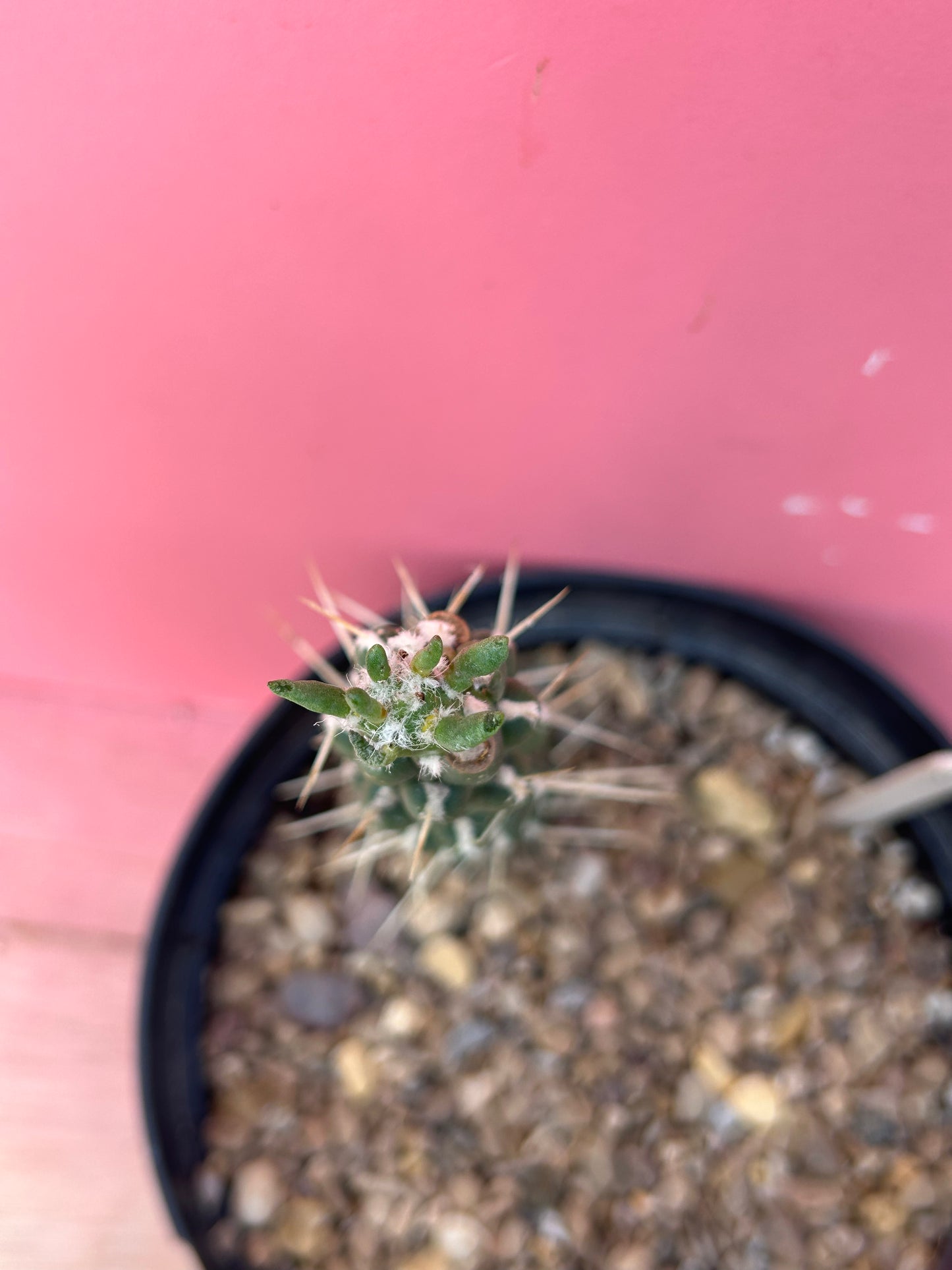 Austrocylindropuntia subulata (1015)