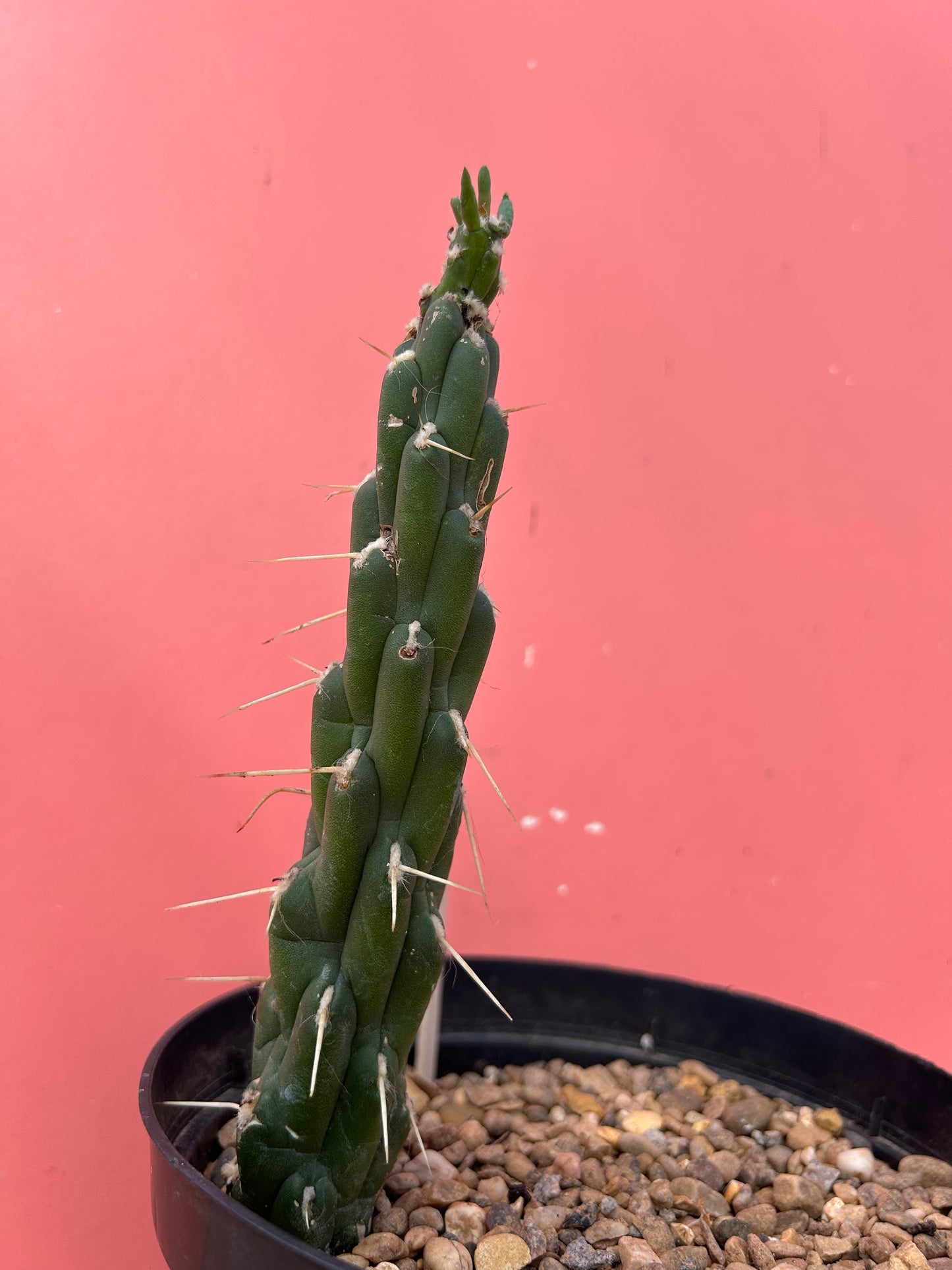 Austrocylindropuntia subulata (1015)