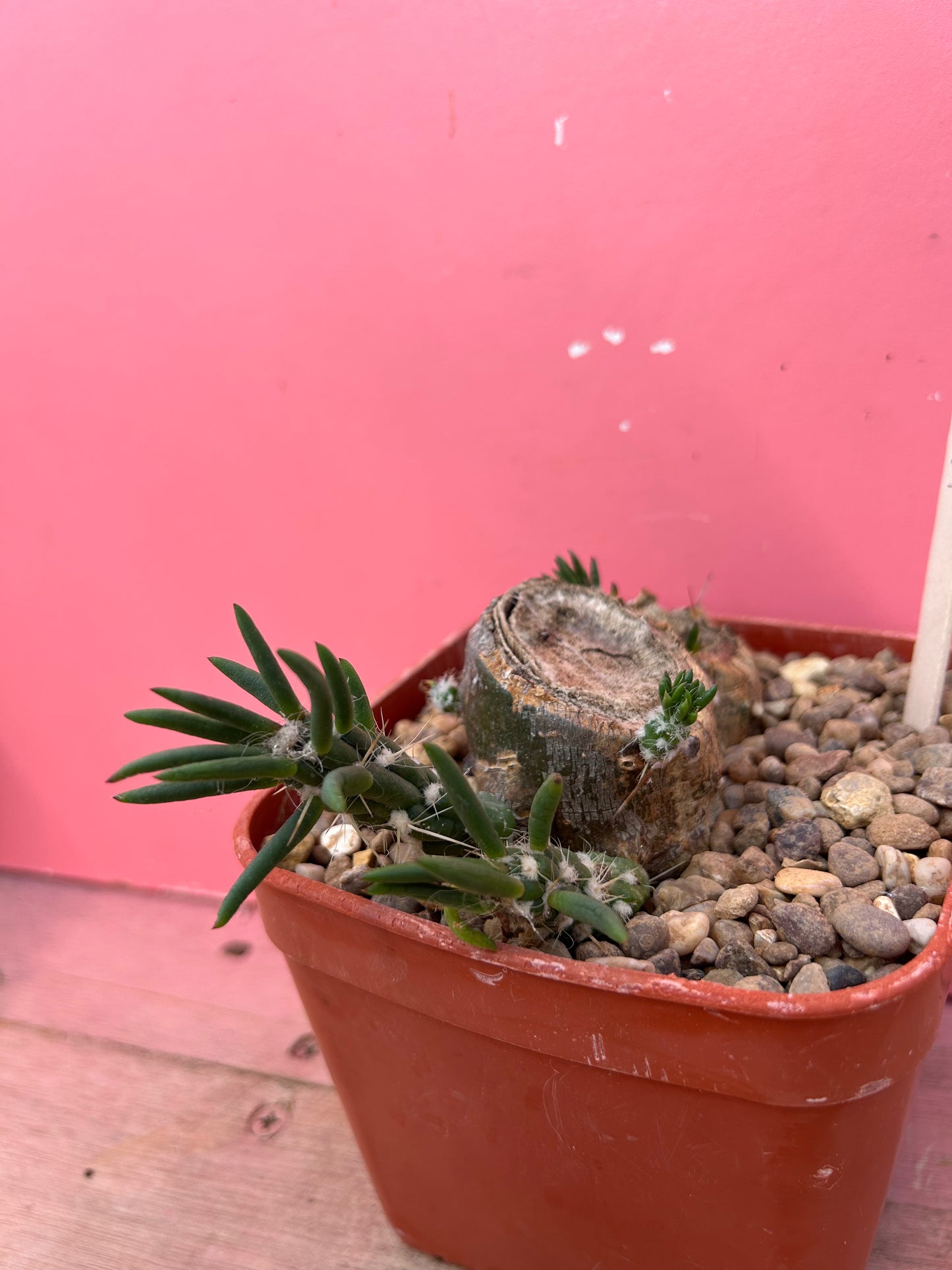 Austrocylindropuntia subulata (1016)