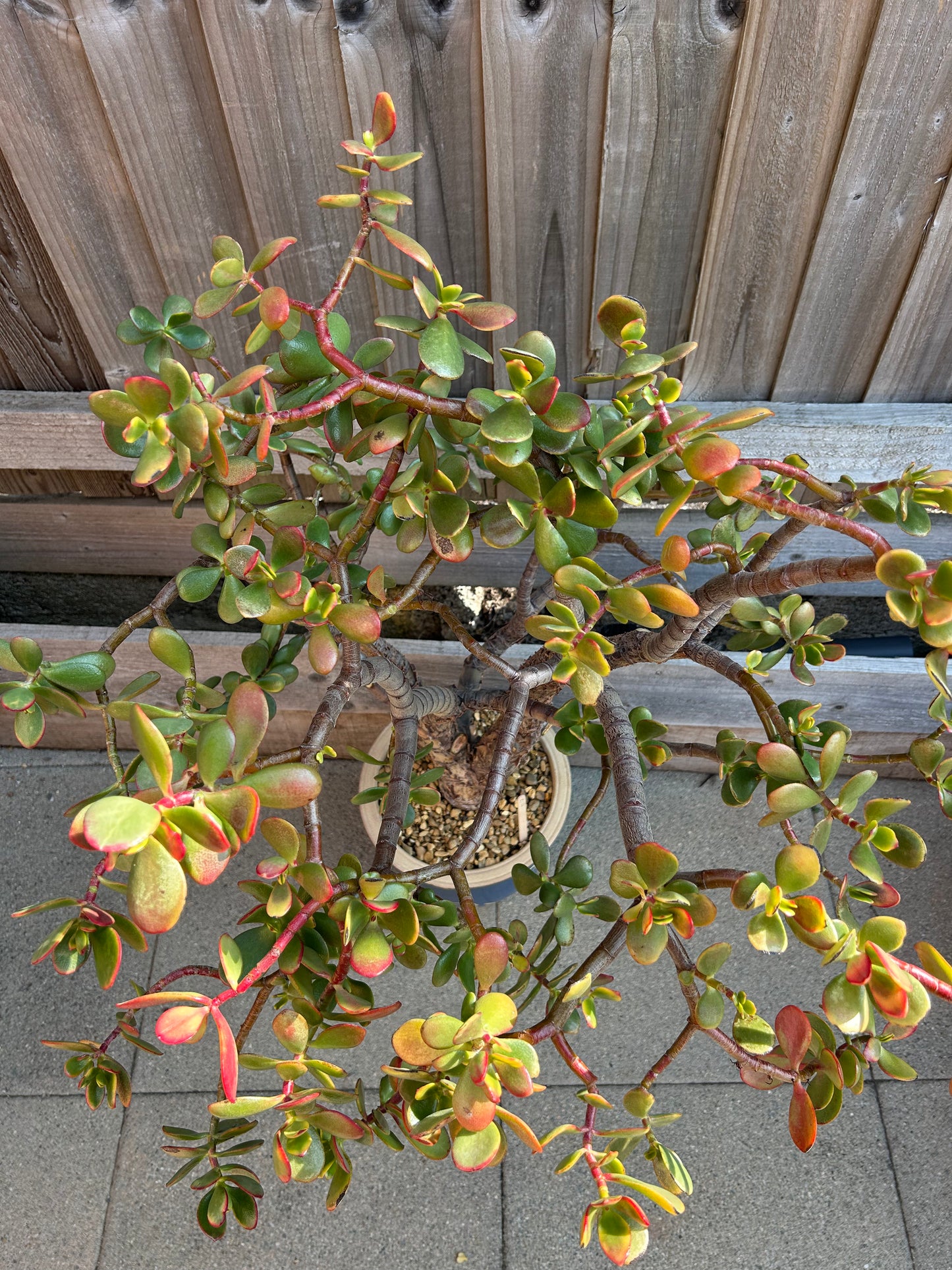 Crassula ovata XL 'Jade Tree' (1017) COLLECTION ONLY