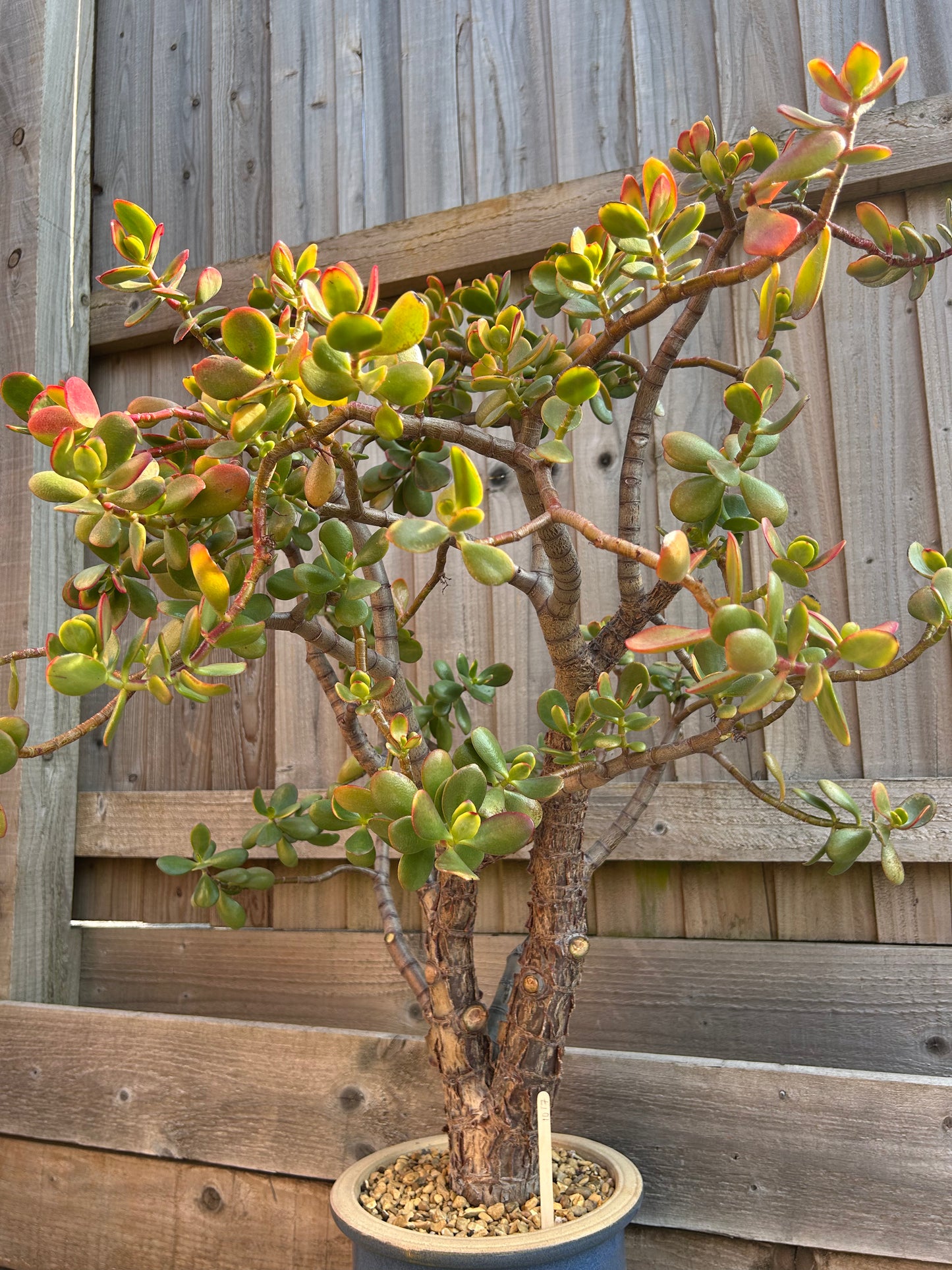 Crassula ovata XL 'Jade Tree' (1017) COLLECTION ONLY
