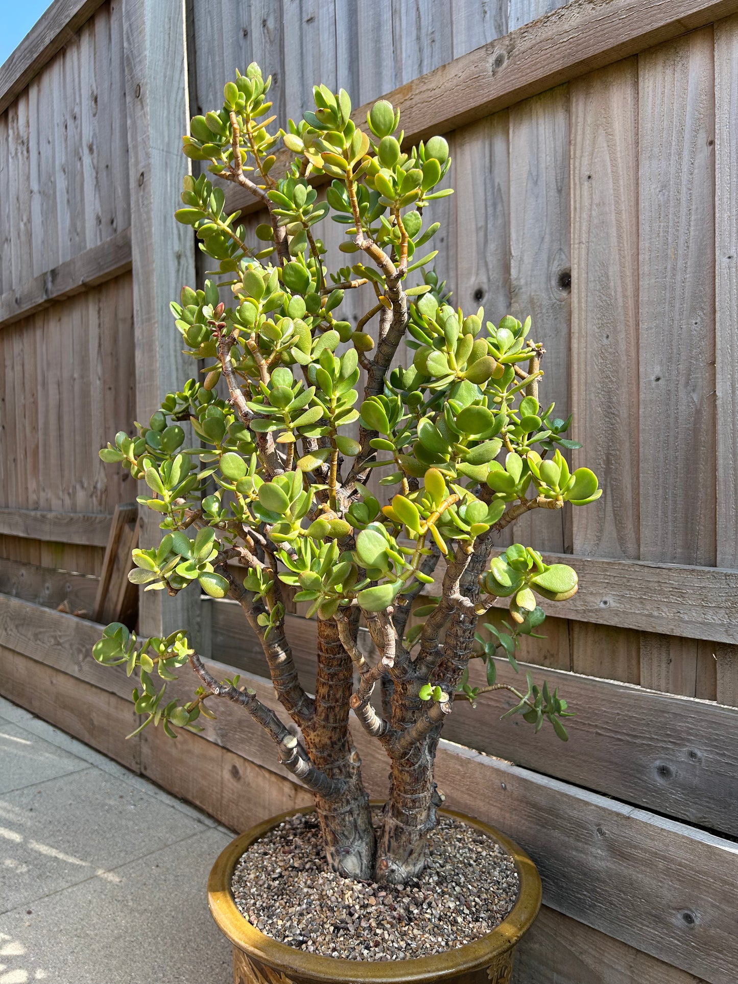 Crassula ovata XL 'Jade Tree' (1018) COLLECTION ONLY
