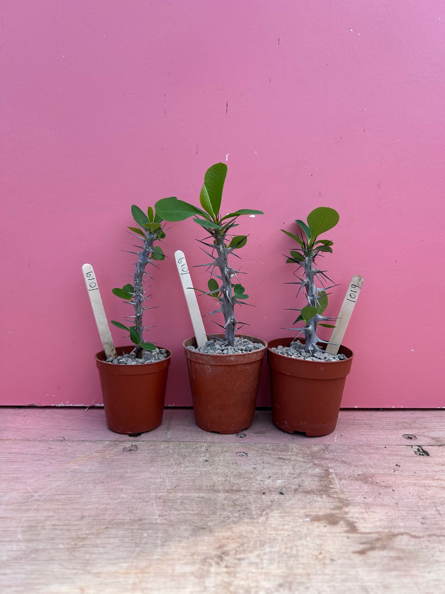 Euphorbia millii pup (1019)