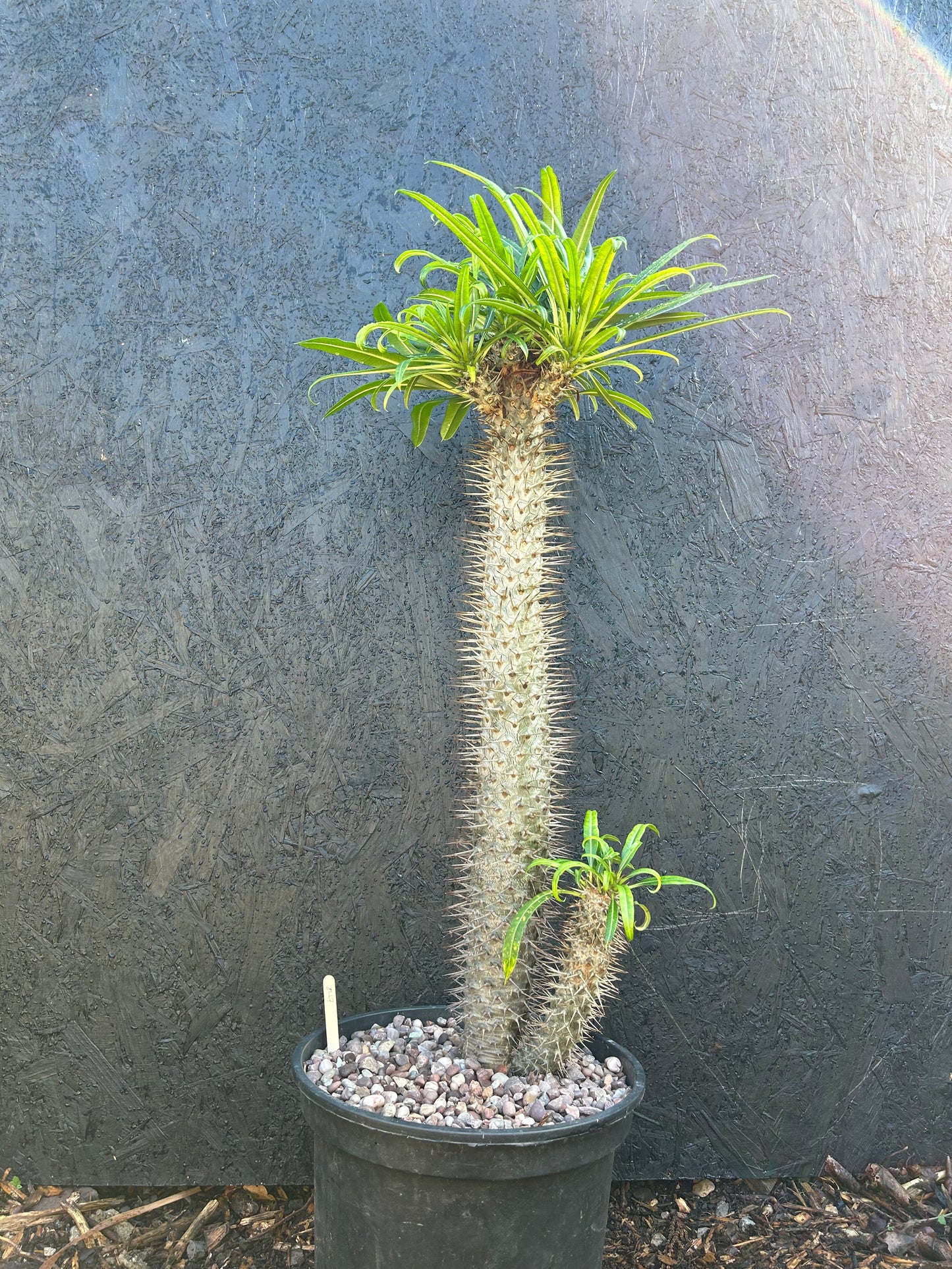 Pachypodium geayi (ET18B) COLLECTION ONLY