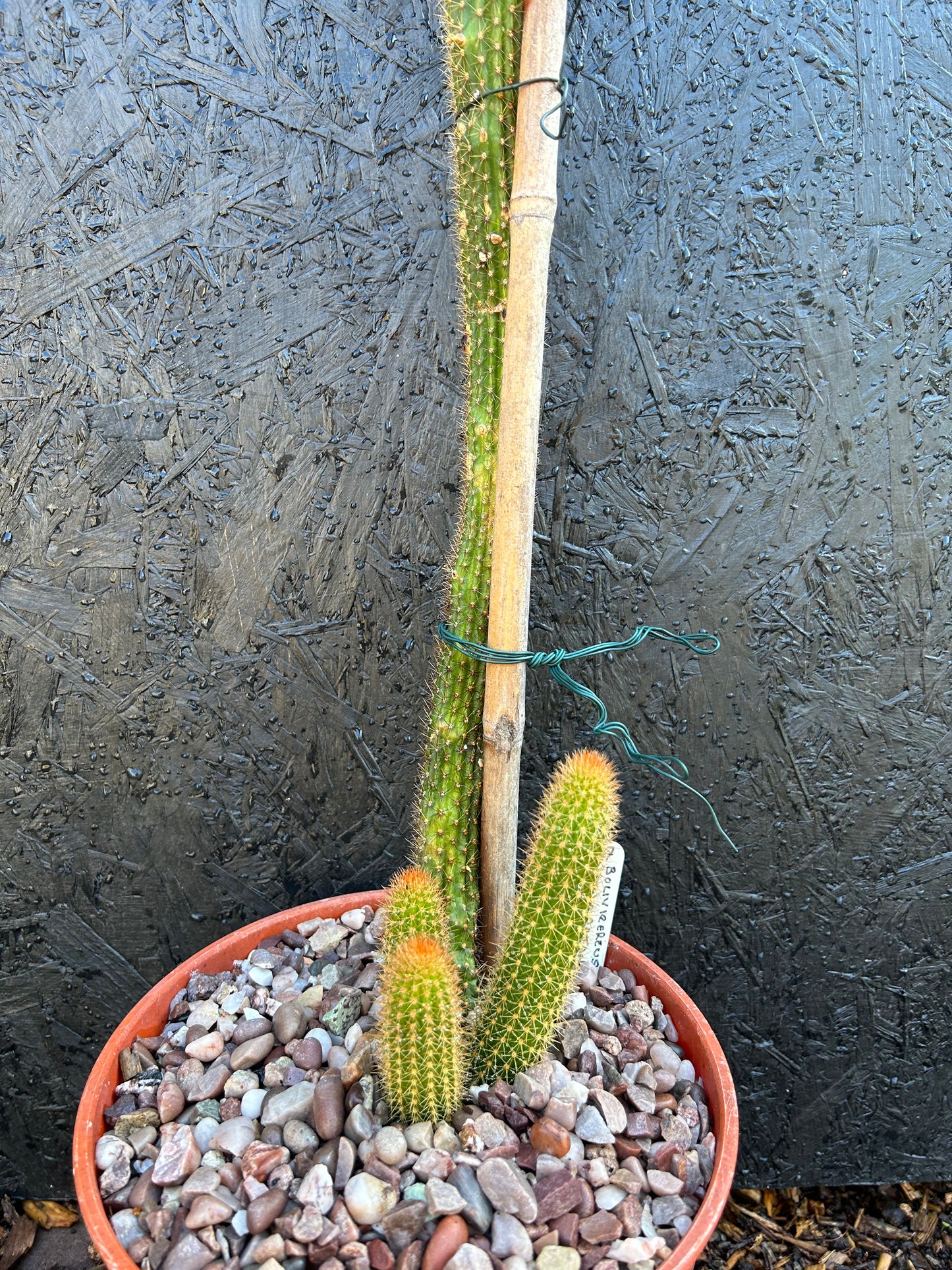 Bolivicereus samaipatanus (ET19) COLLECTION ONLY