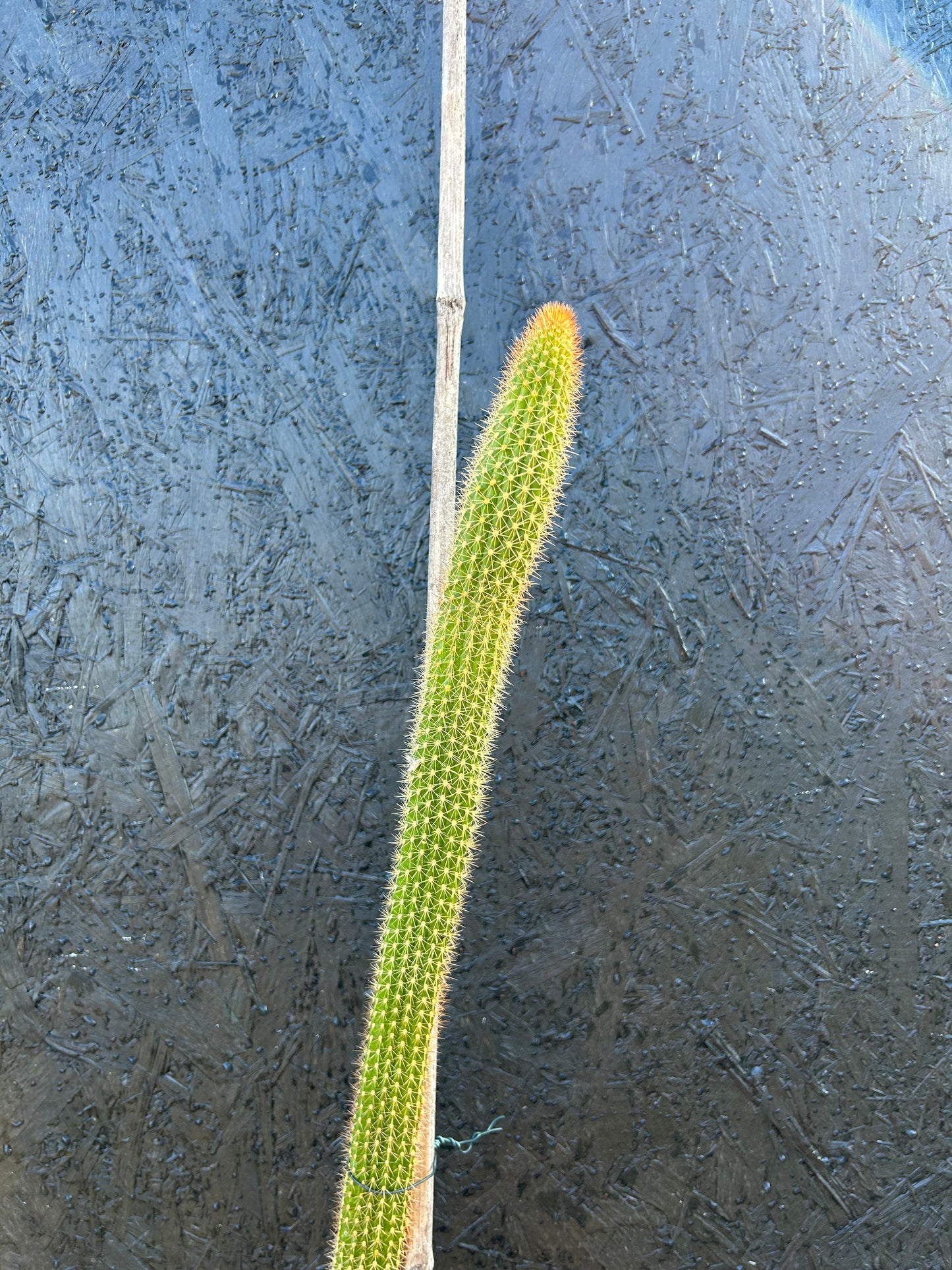 Bolivicereus samaipatanus (ET19) COLLECTION ONLY