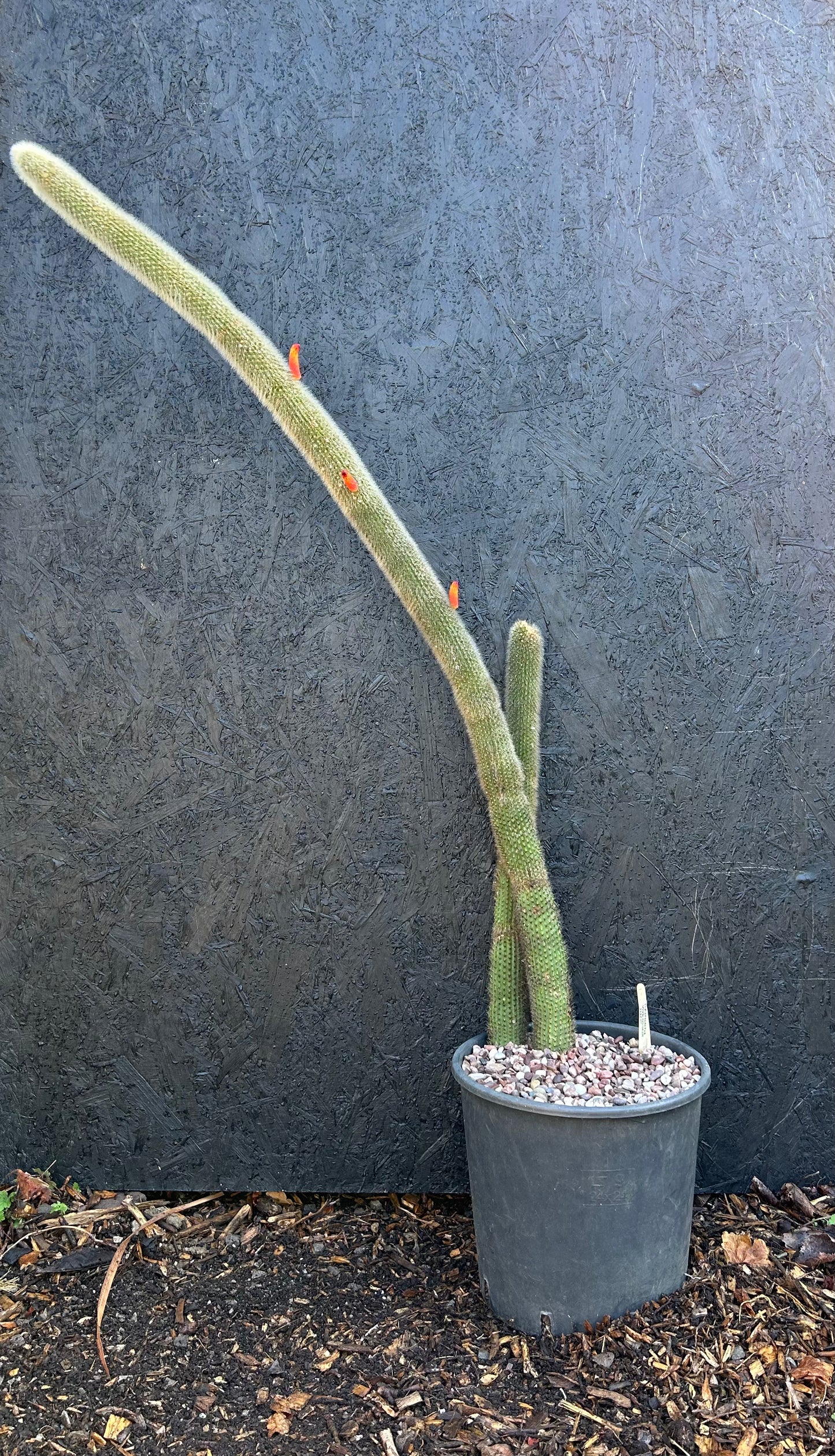 Cleistocactus orbiculata (ET21) COLLECTION ONLY