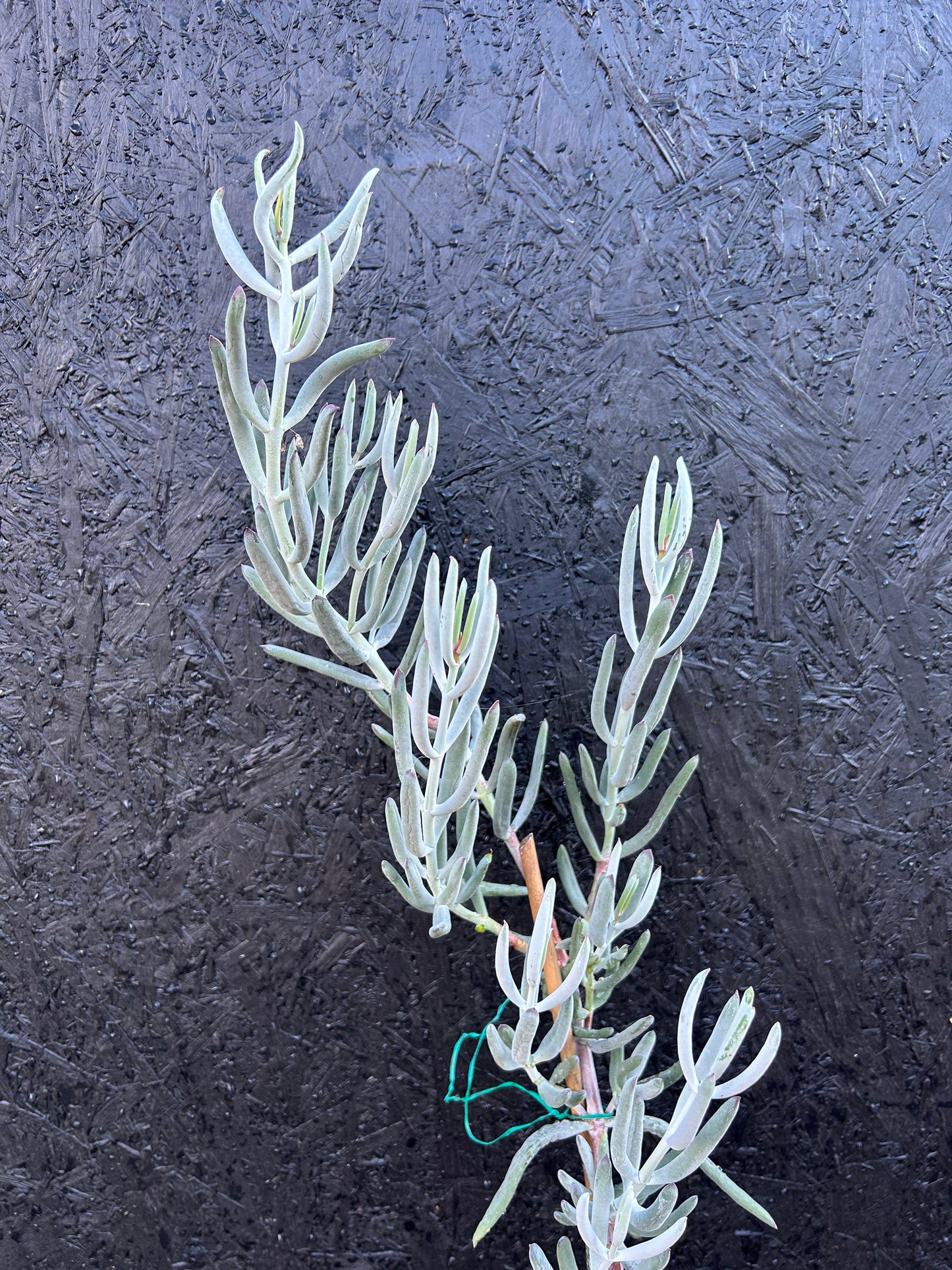 Cotyledon orbiculata (ET22) COLLECTION ONLY