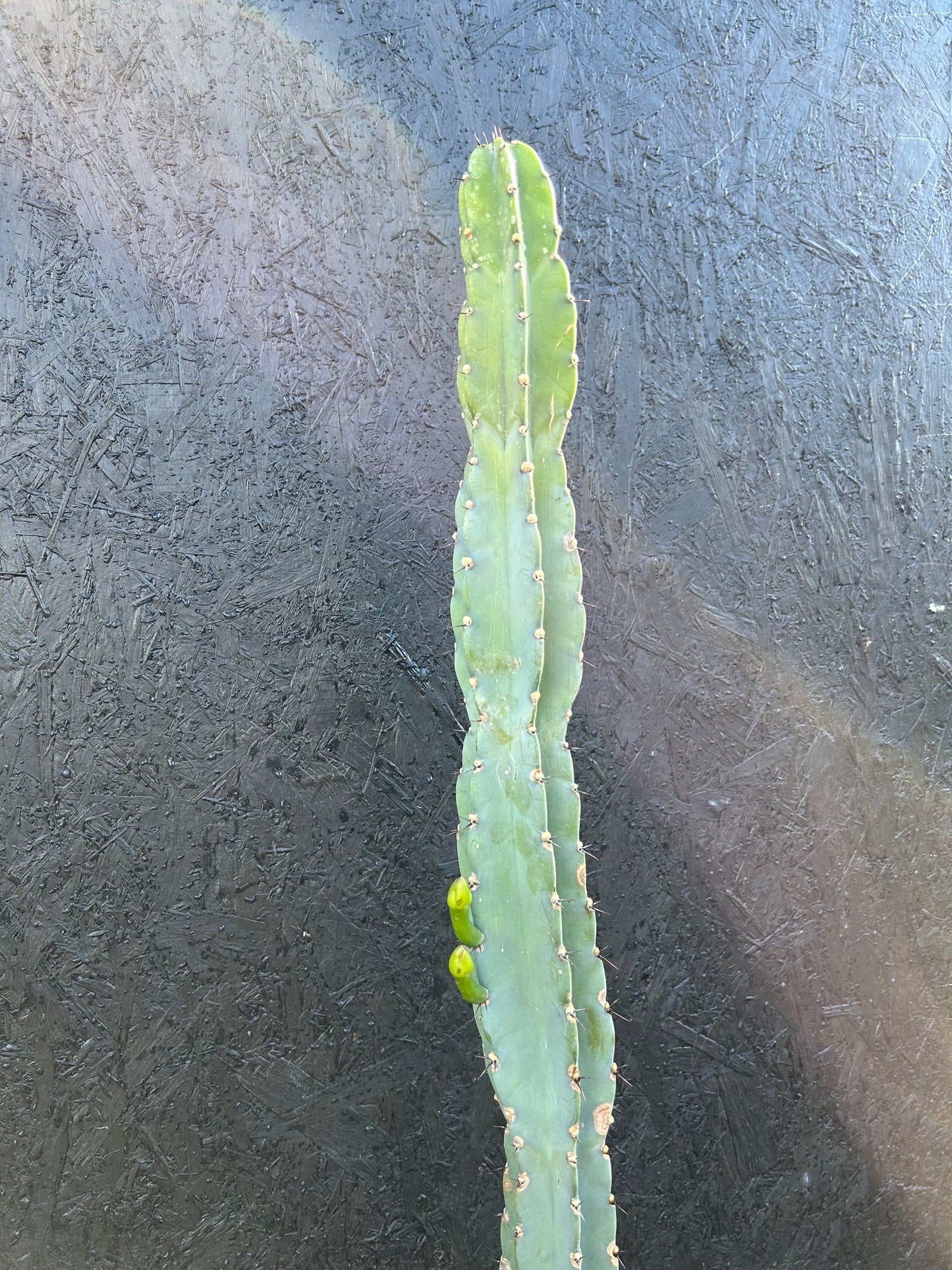 Cereus repandus (ET23) COLLECTION ONLY
