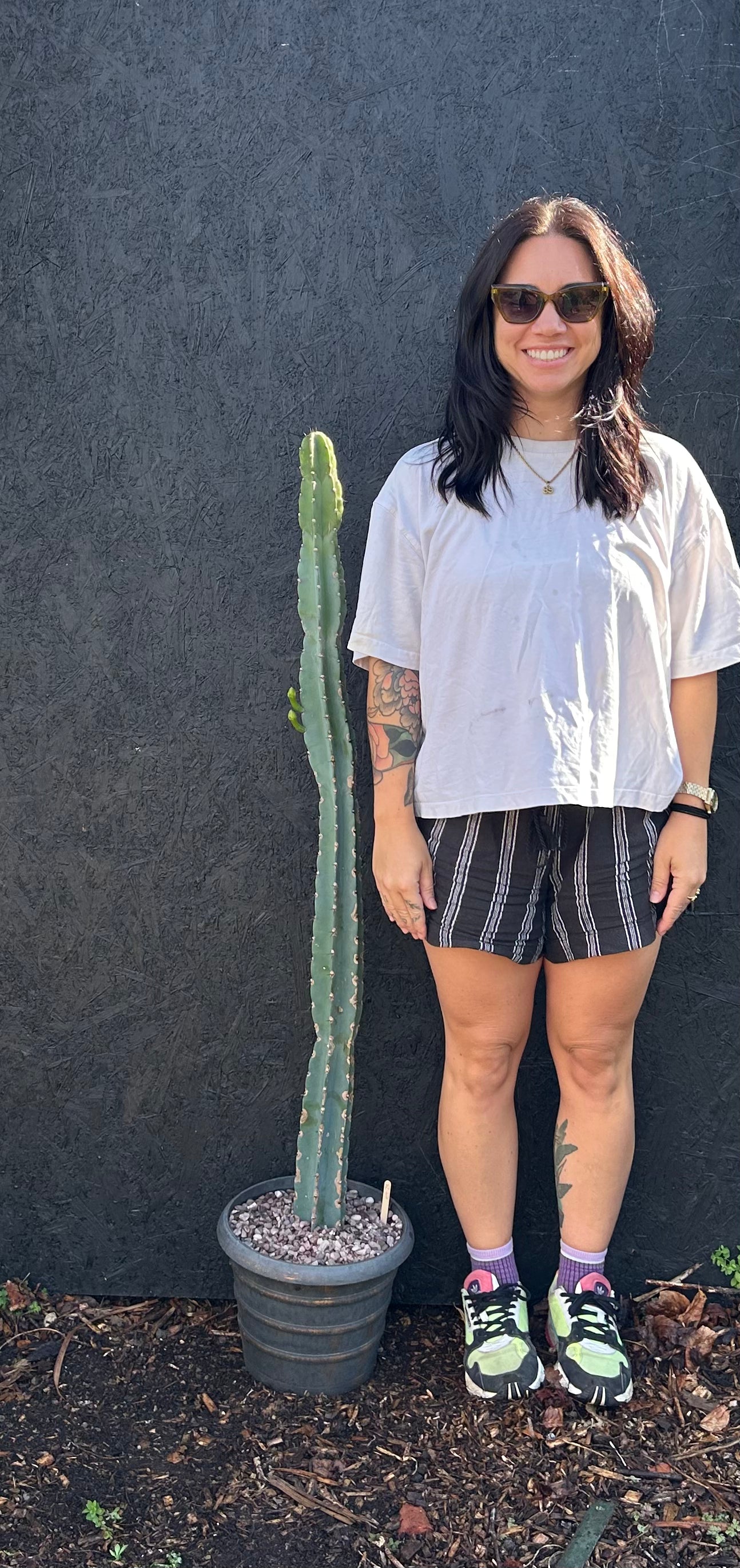 Cereus repandus (ET23) COLLECTION ONLY