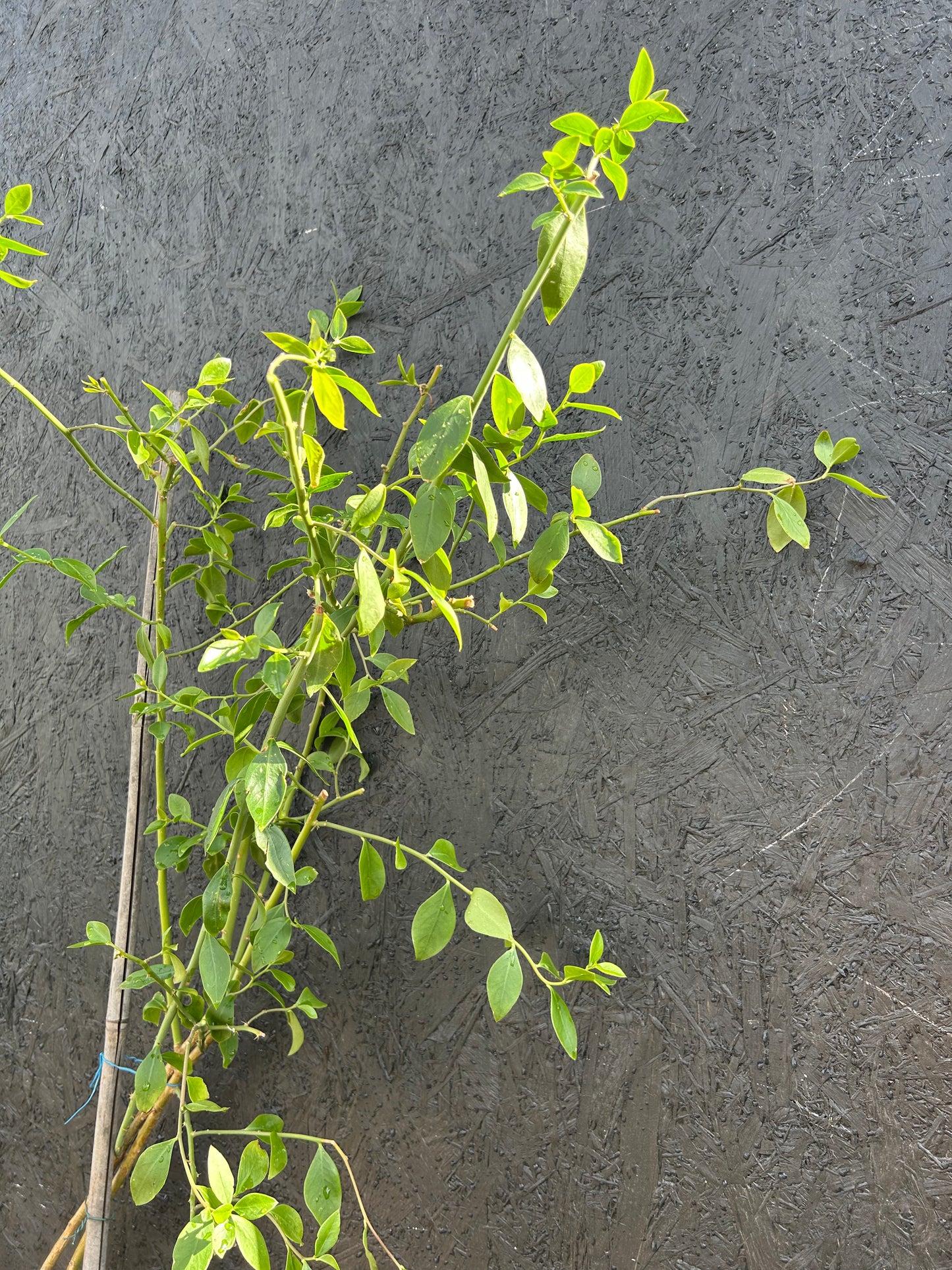 Pereskia weberiania (ET24) COLLECTION ONLY