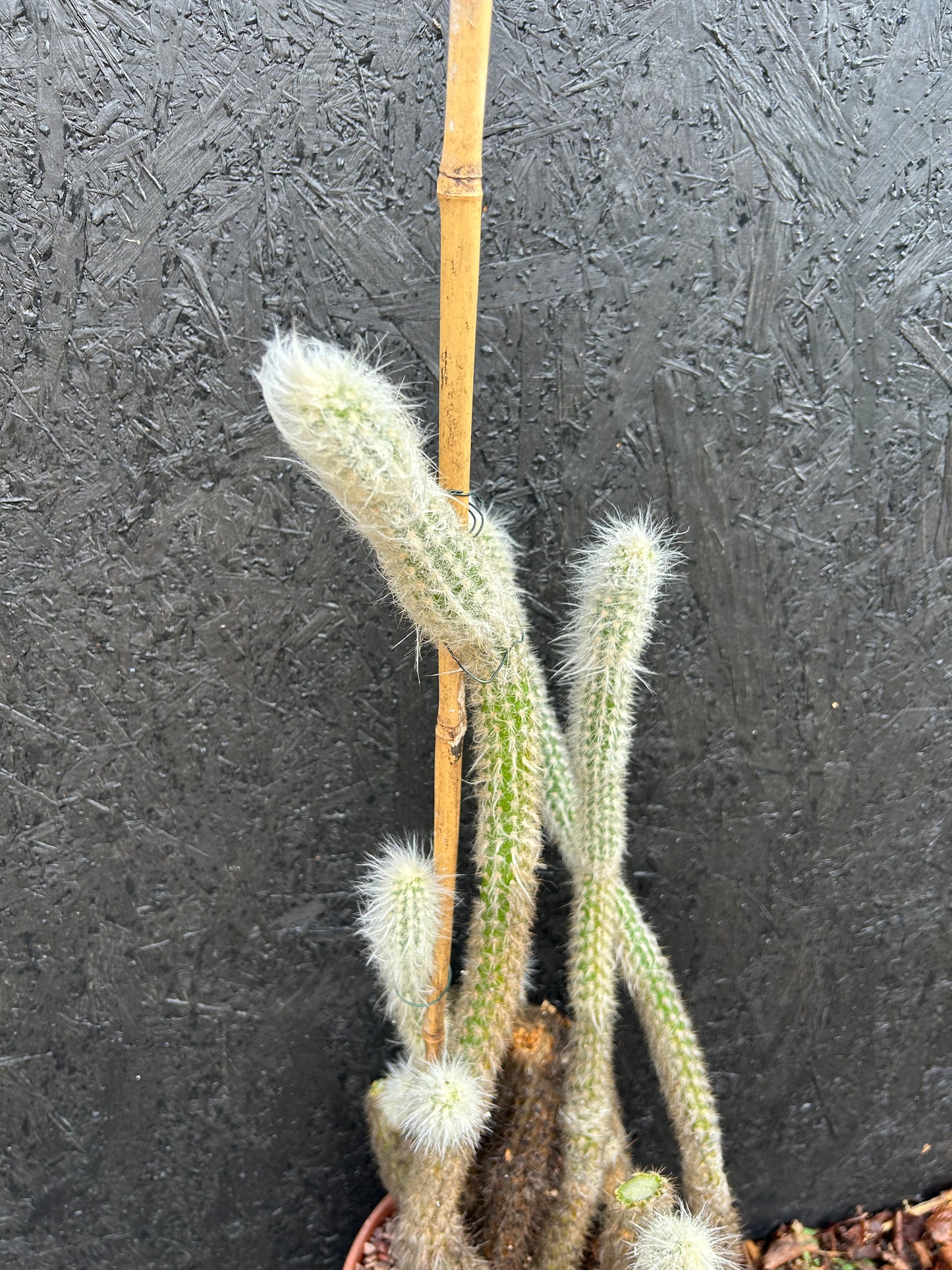 Cleistocactus strausii (ET25) COLLECTION ONLY