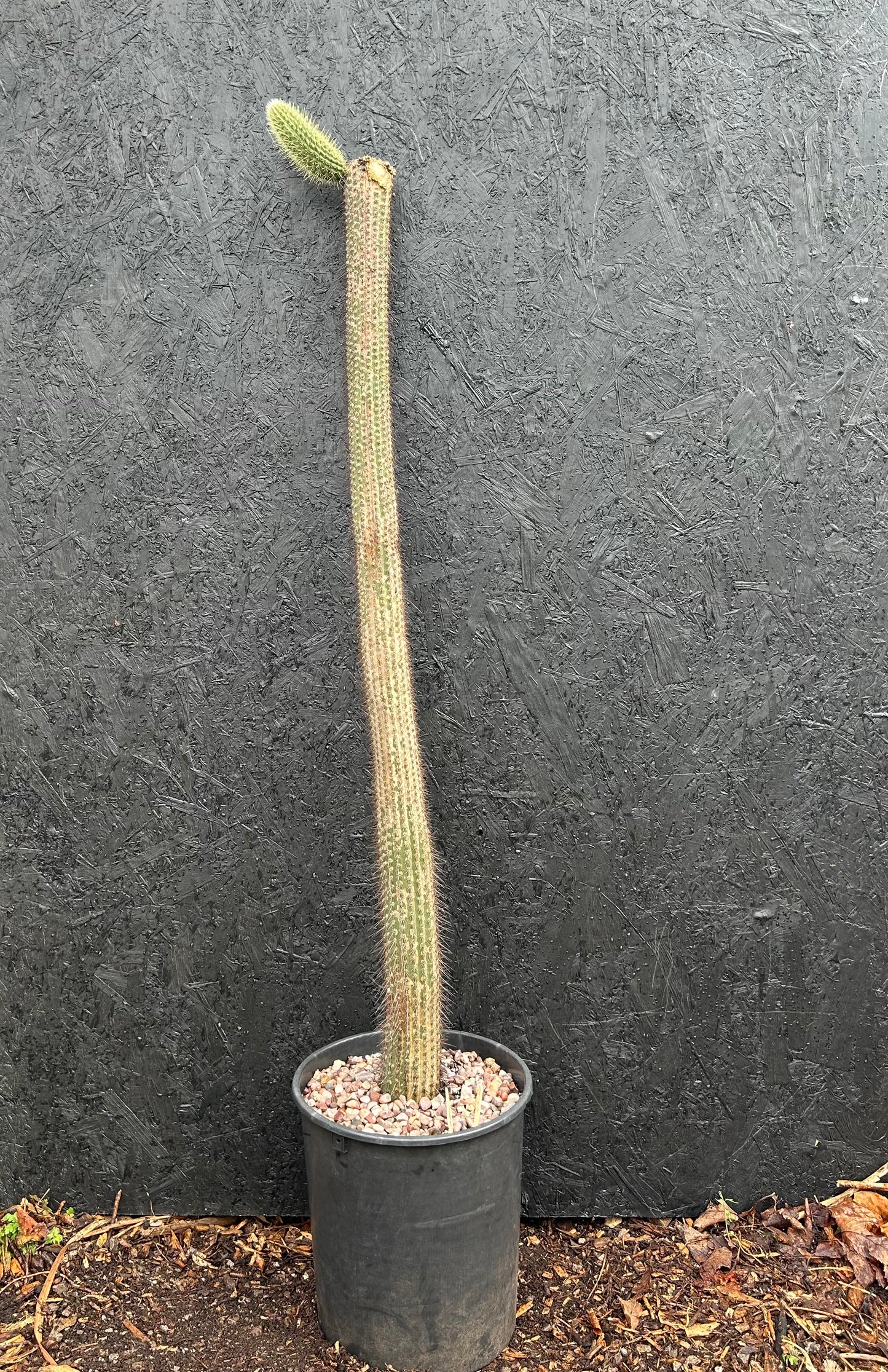 Cipocereus bradei (ET26) COLLECTION ONLY
