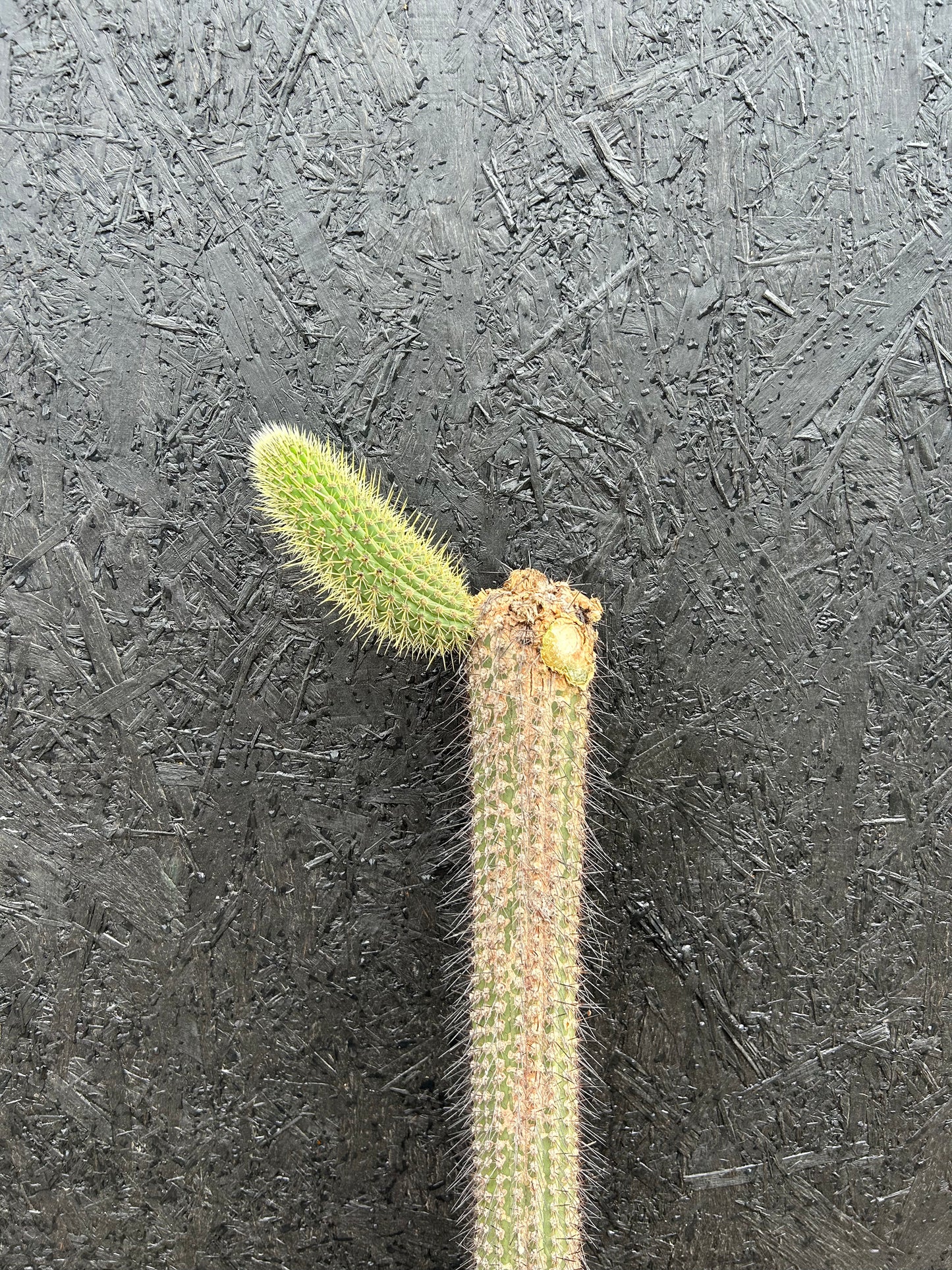 Cipocereus bradei (ET26) COLLECTION ONLY