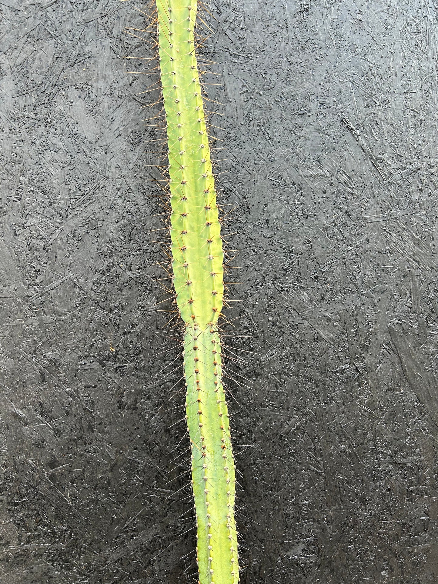 Cereus forbesii (ET28) COLLECTION ONLY