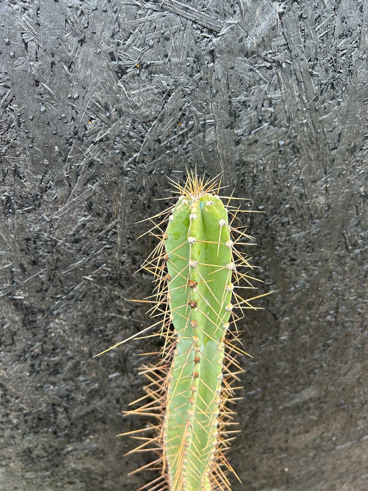 Cereus forbesii (ET28) COLLECTION ONLY
