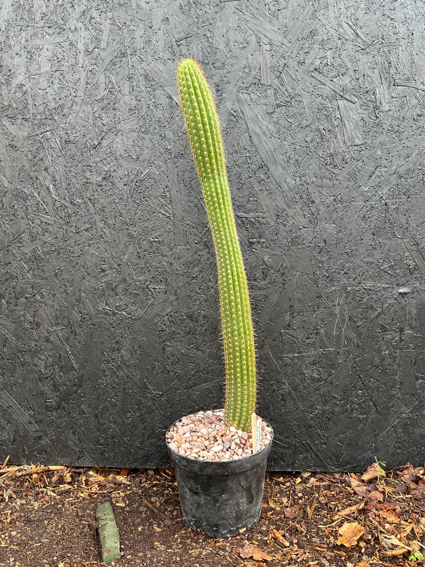 Trichocereus spachianus (ET29) COLLECTION ONLY