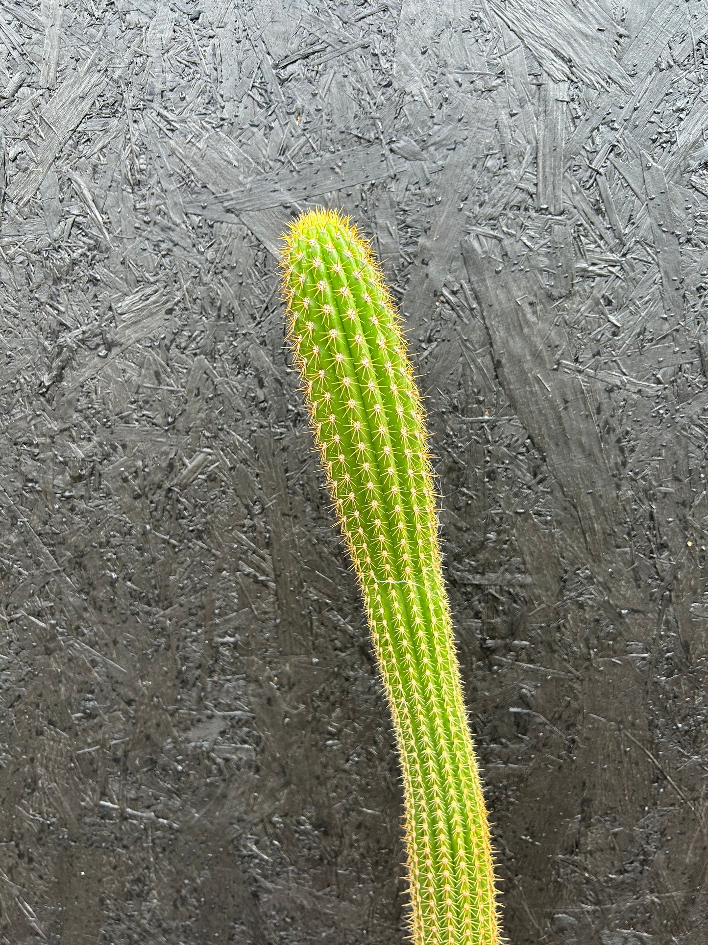 Trichocereus spachianus (ET29) COLLECTION ONLY