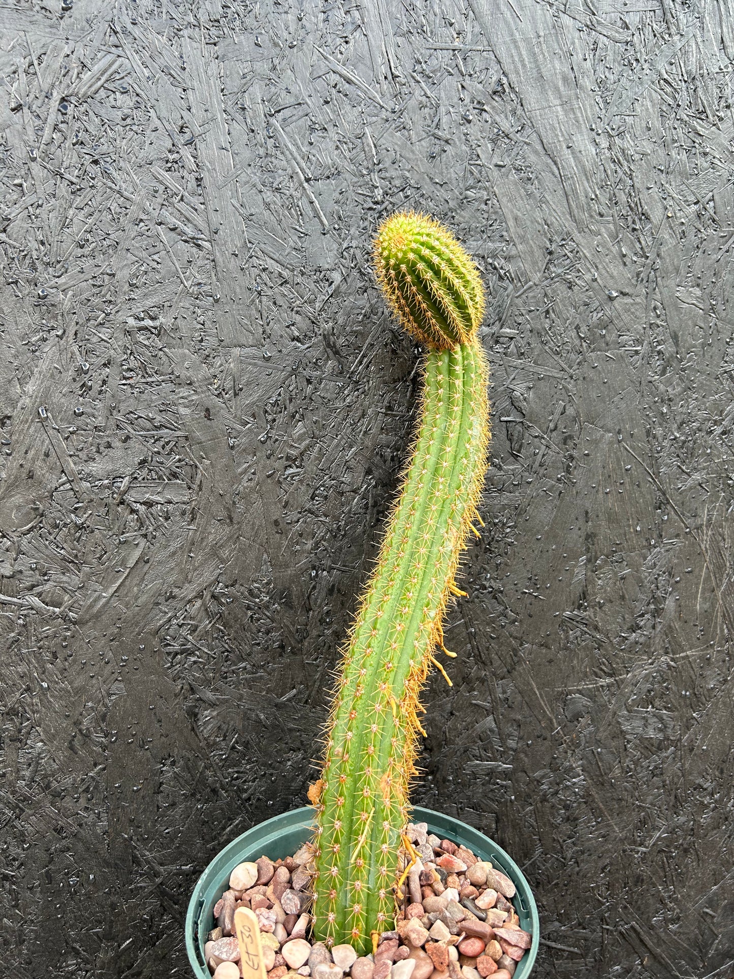 Trichocereus spachianus (ET30)