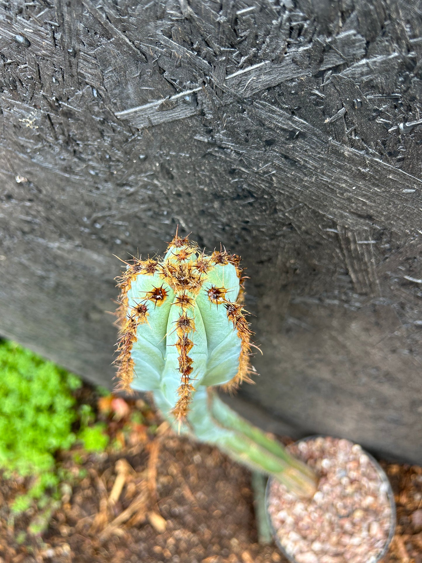 Pilosocereus magnificus (ET31) COLLECTION ONLY
