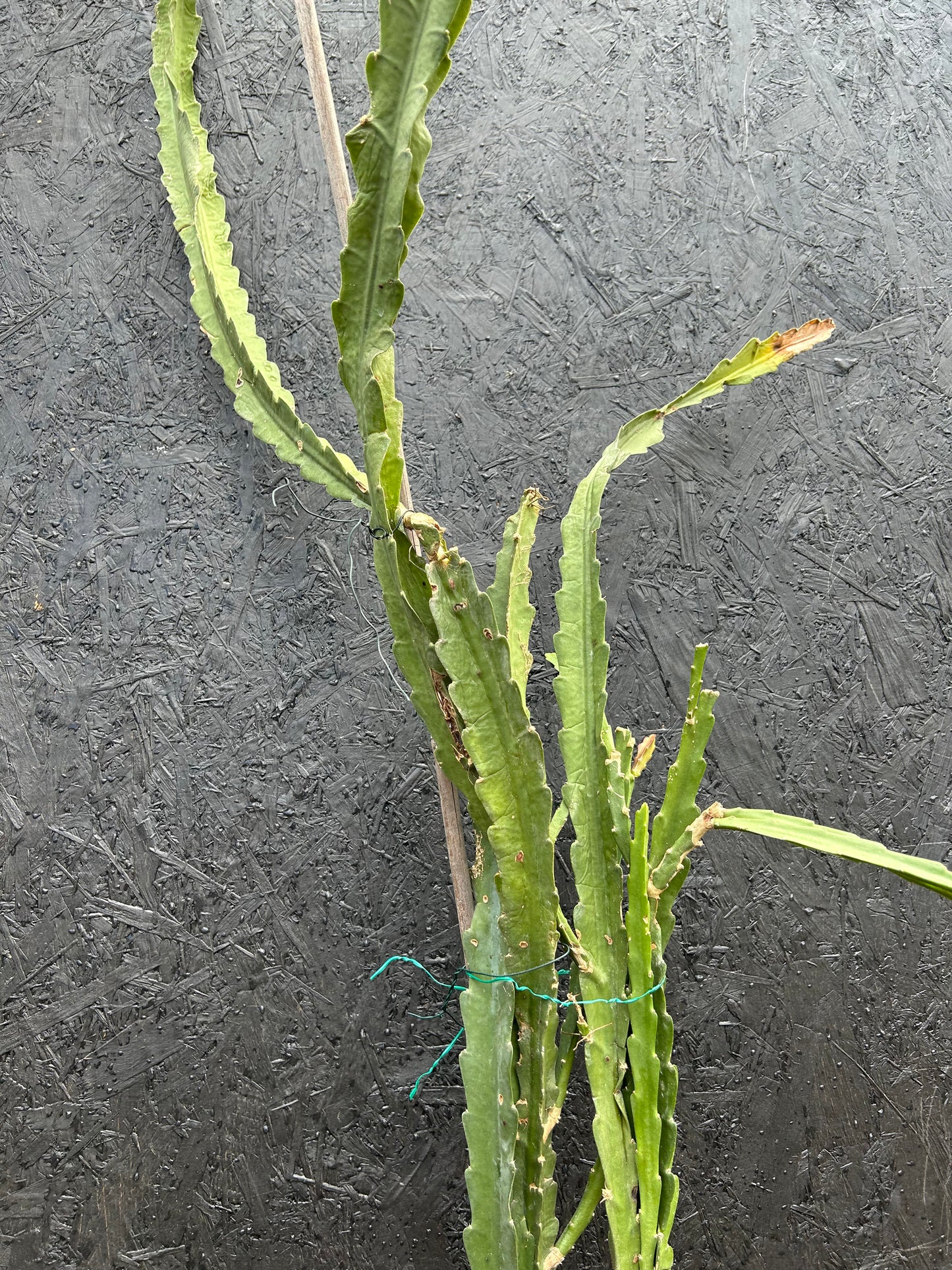 Epiphyllum ackermannii (ET32) COLLECTION ONLY