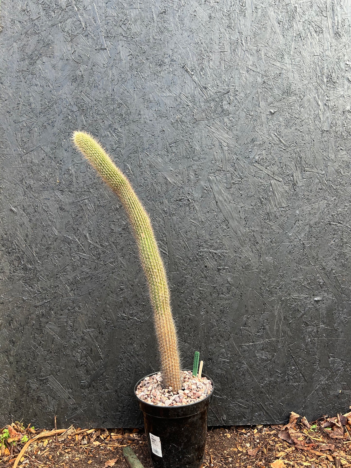 Facheiroa squammosa (ET35) COLLECTION ONLY
