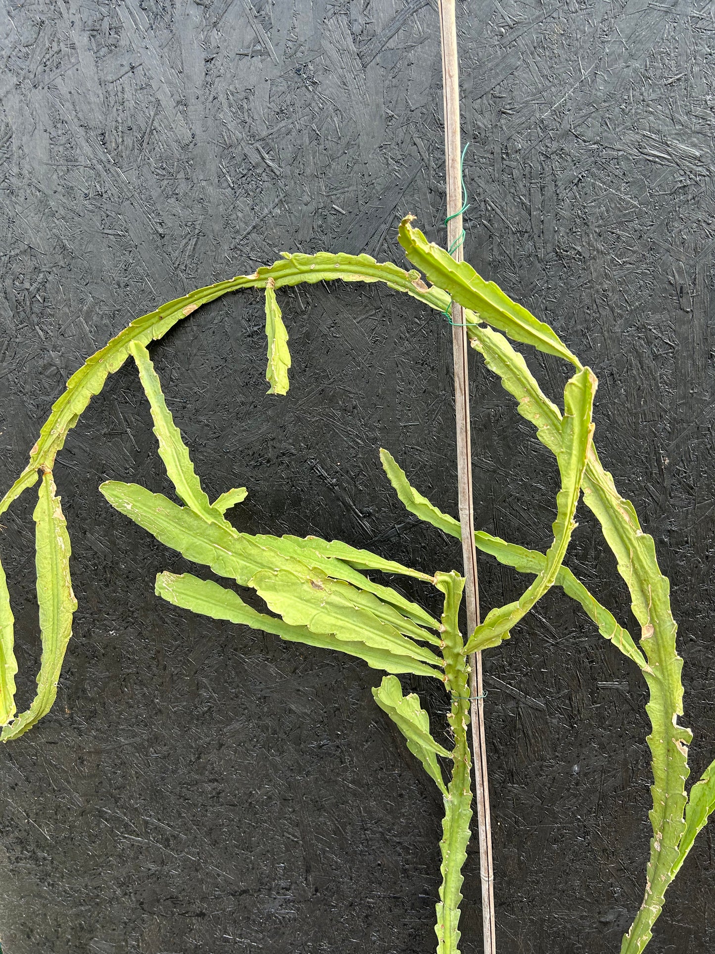 Epiphyllum ackermannii (ET39) COLLECTION ONLY