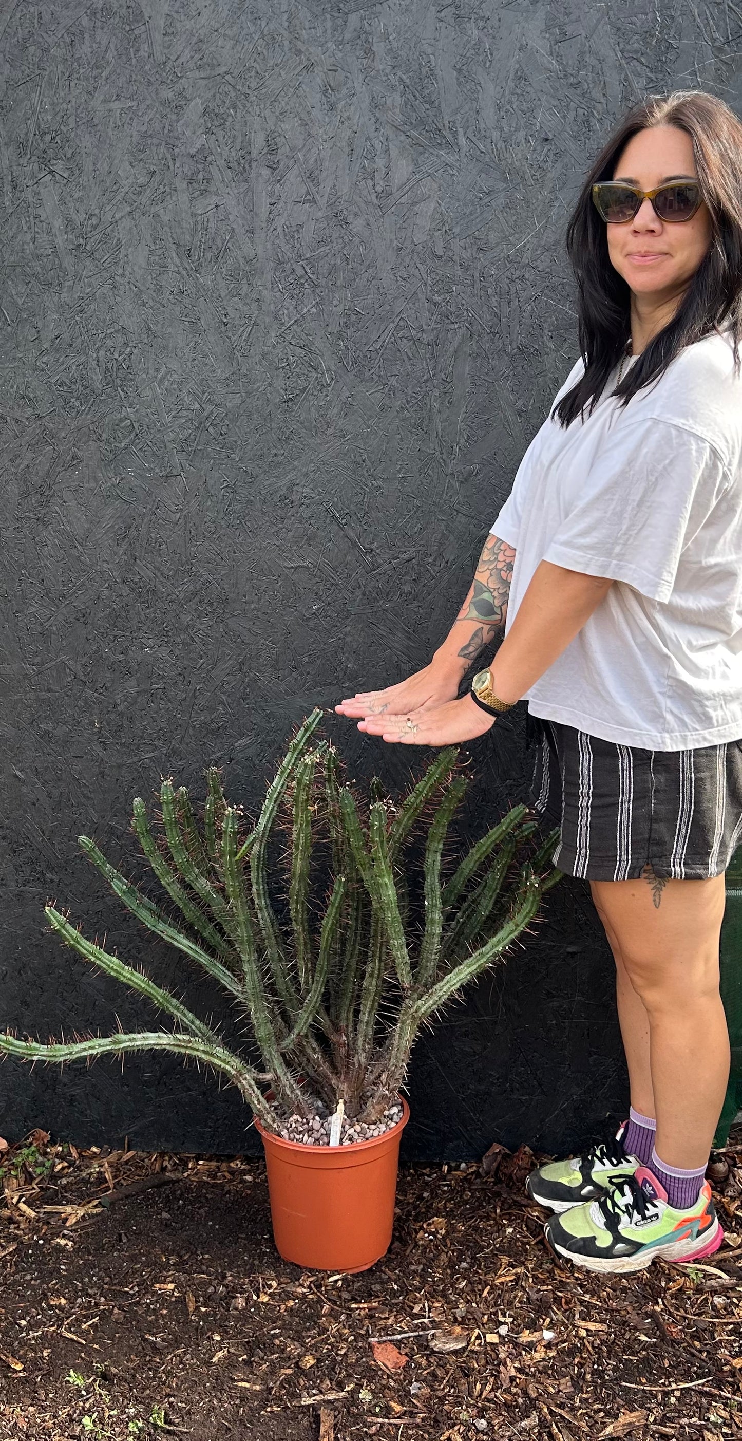 Euphorbia enopla (ET40) COLLECTION ONLY