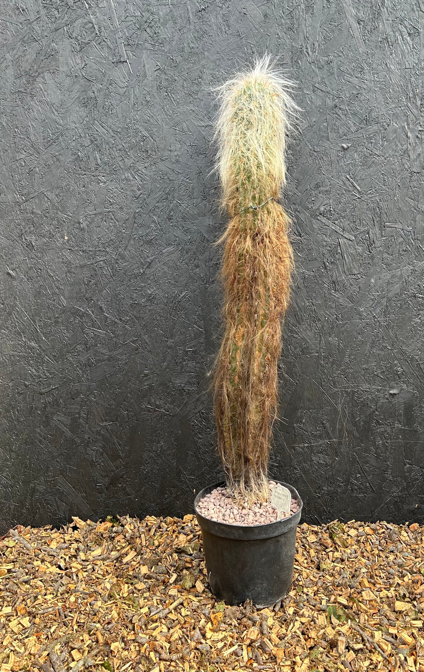 Oreocereus trollii (ET41) COLLECTION ONLY