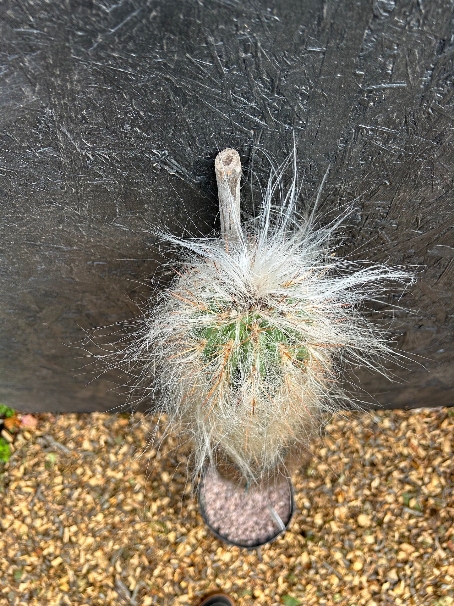 Oreocereus trollii (ET41) COLLECTION ONLY