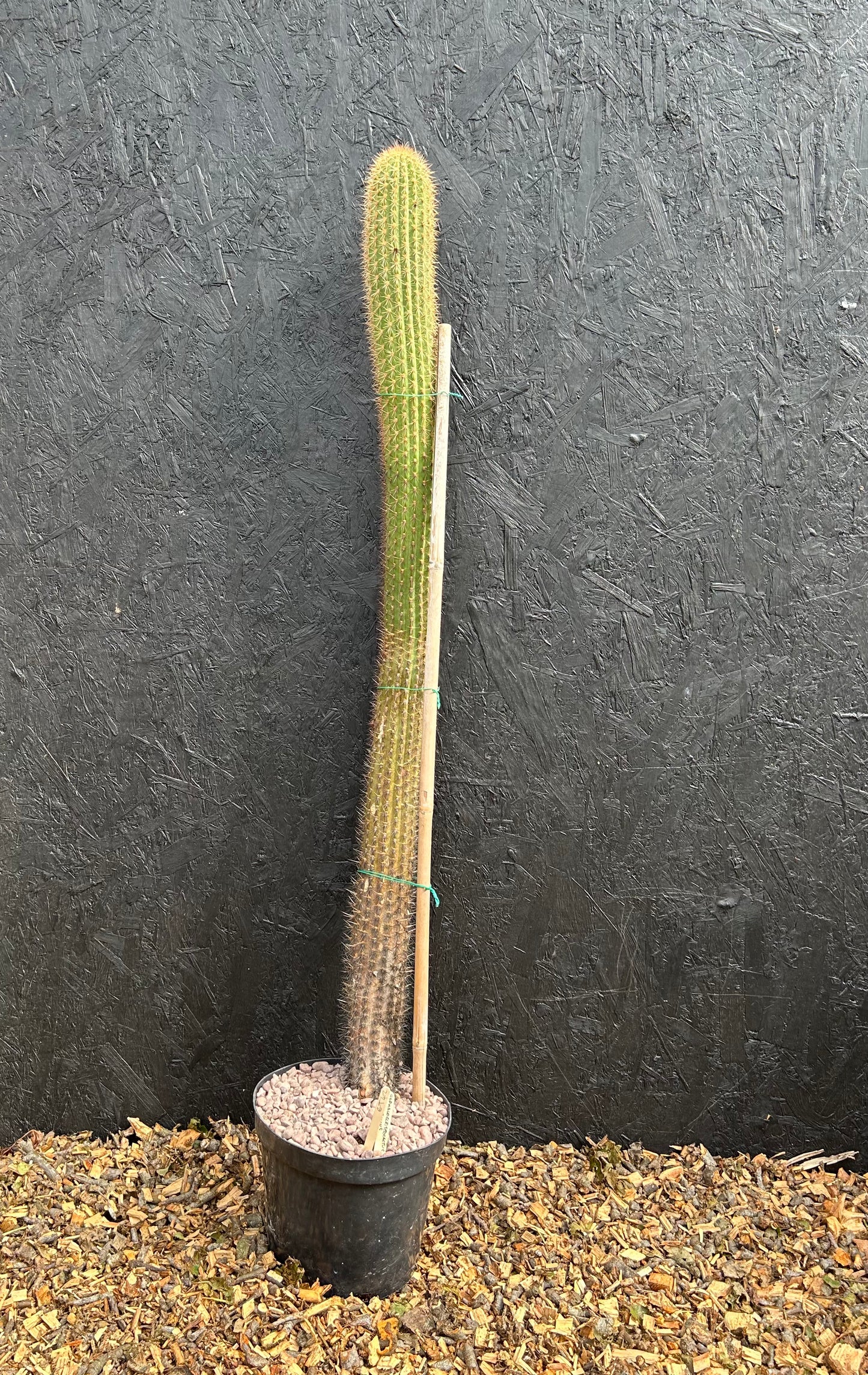 Cephalocleistocactus species (ET42) COLLECTION ONLY