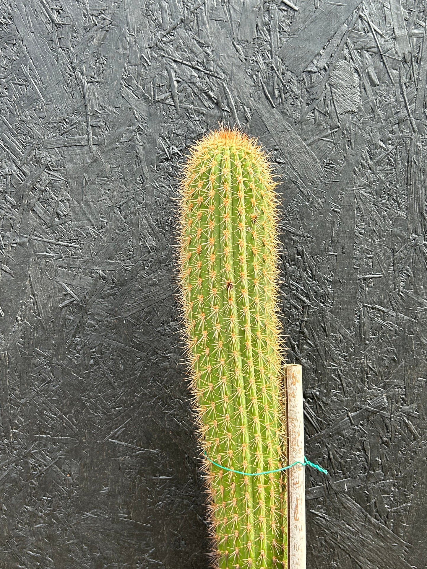 Cephalocleistocactus species (ET42) COLLECTION ONLY