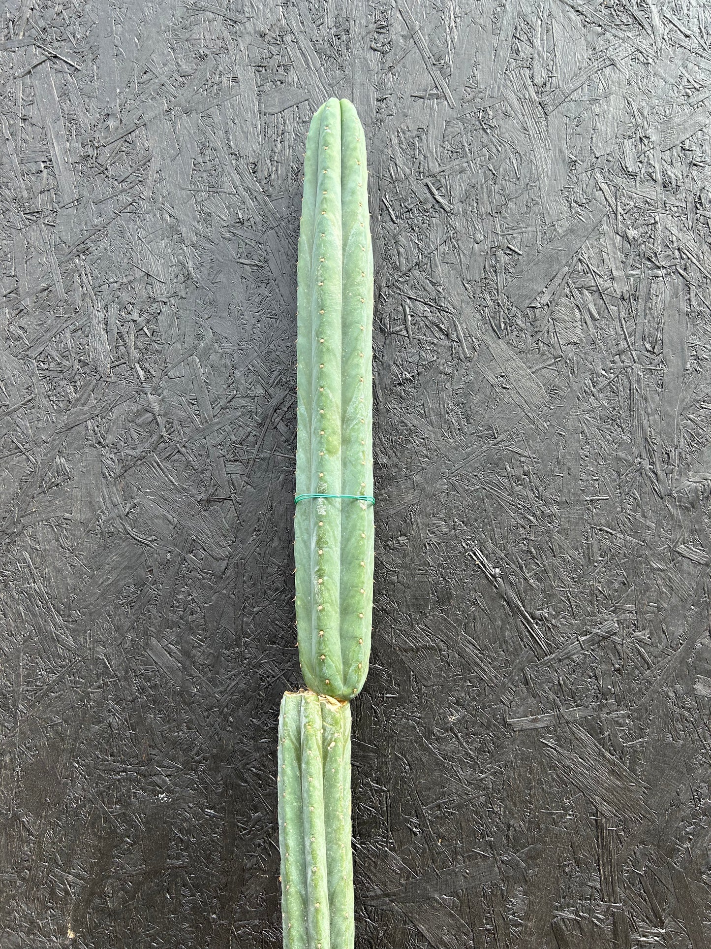 Trichocereus macrogonus 'San Pedro Cactus' (ET43) COLLECTION ONLY