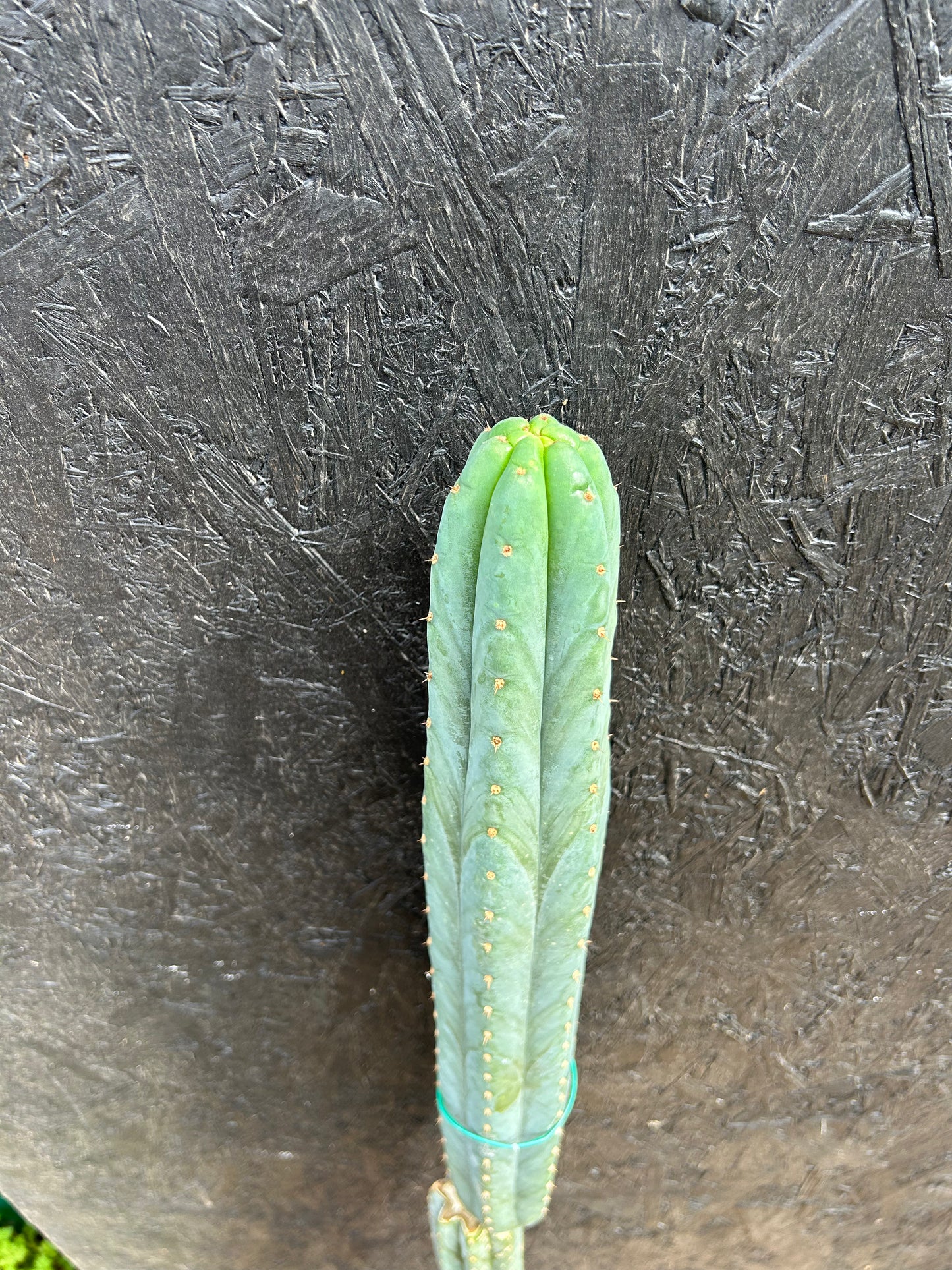 Trichocereus macrogonus 'San Pedro Cactus' (ET43) COLLECTION ONLY