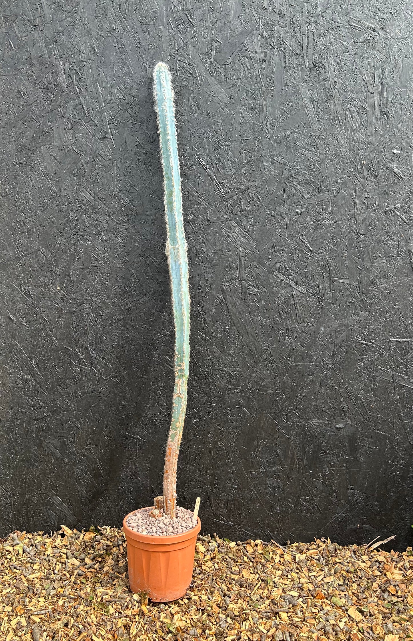 Pilosocereus pachycladus (ET44) COLLECTION ONLY