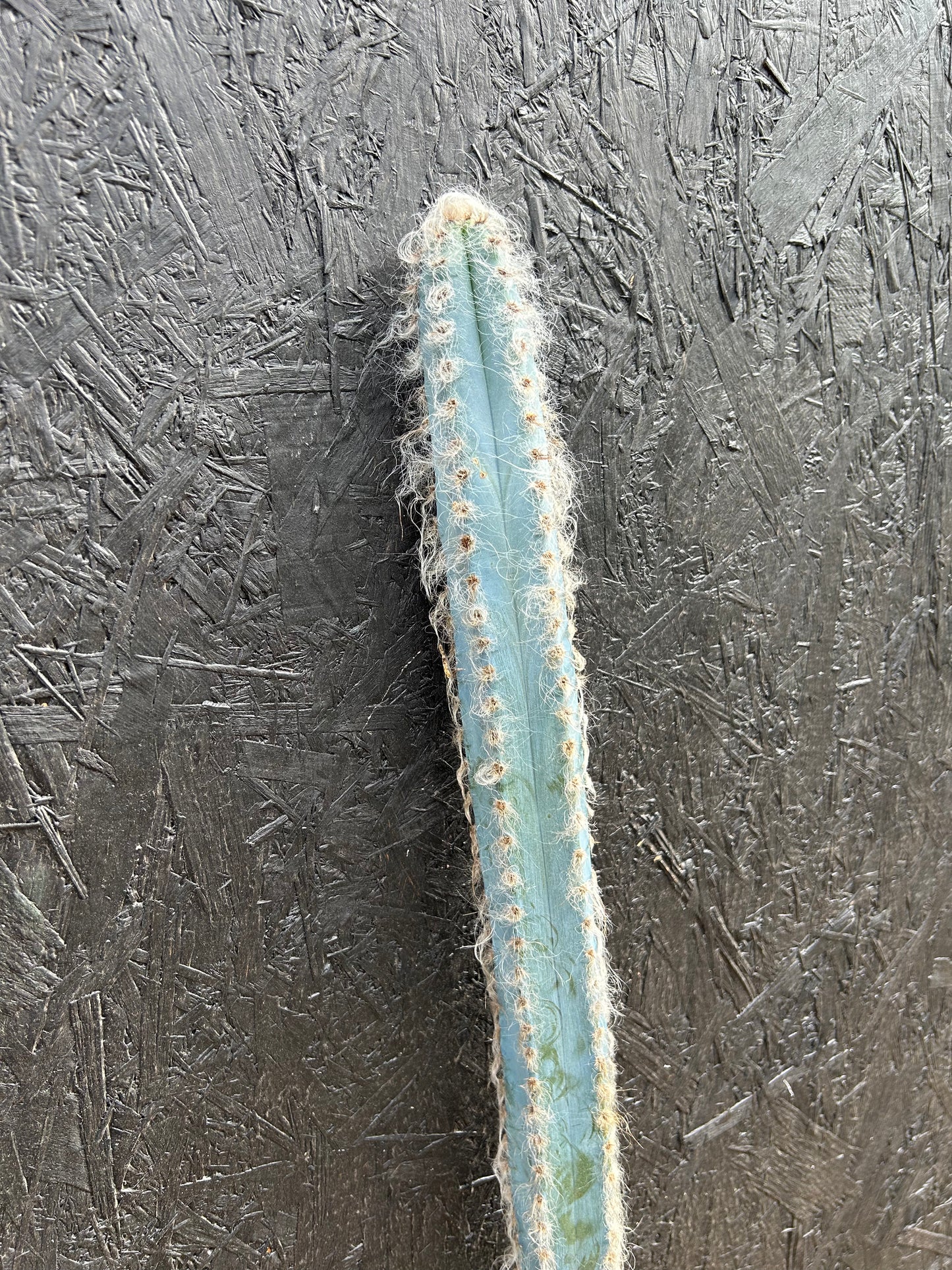 Pilosocereus pachycladus (ET44) COLLECTION ONLY